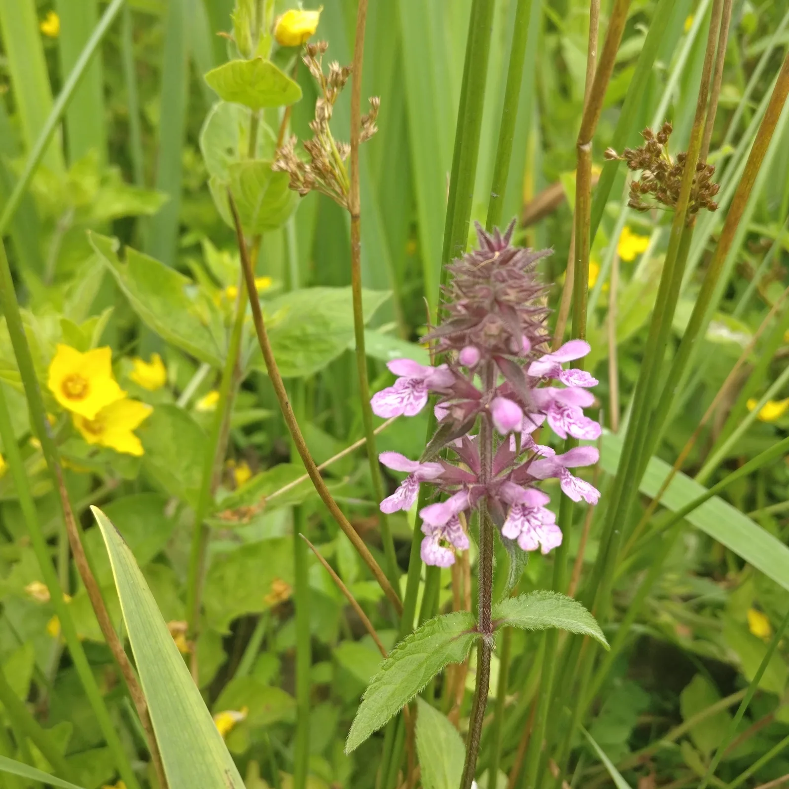 Marsh Woundwort (Stachys palustris)