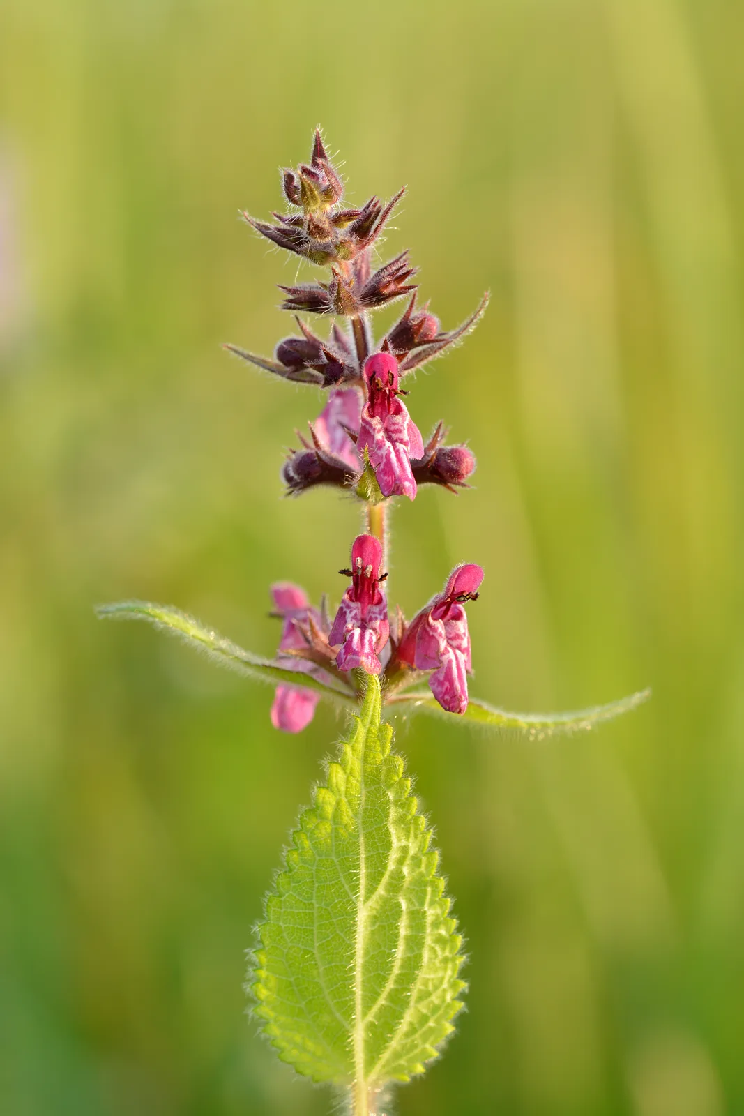 Hedge Woundwort (Stachys sylvatica)