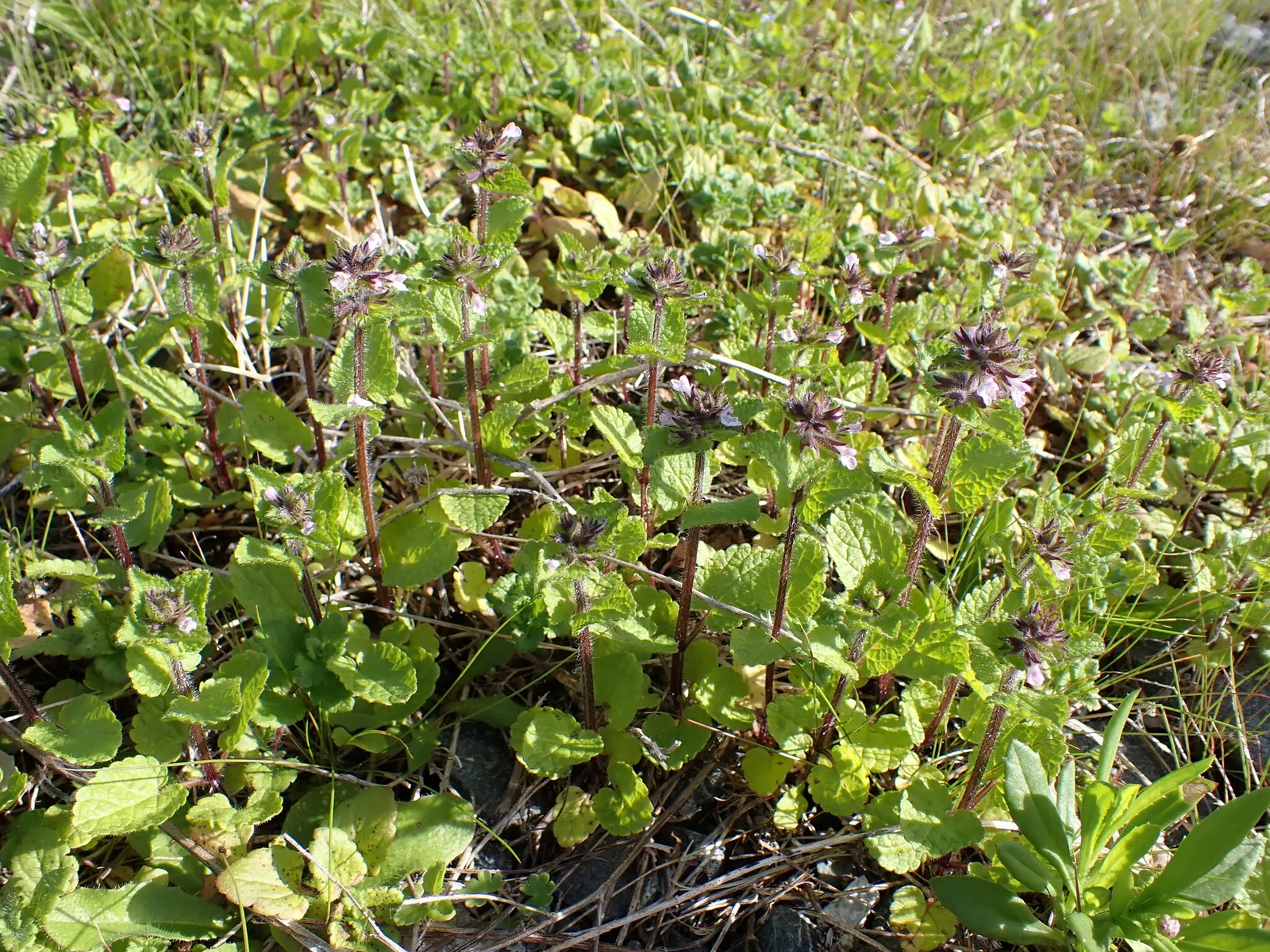 Field Woundwort