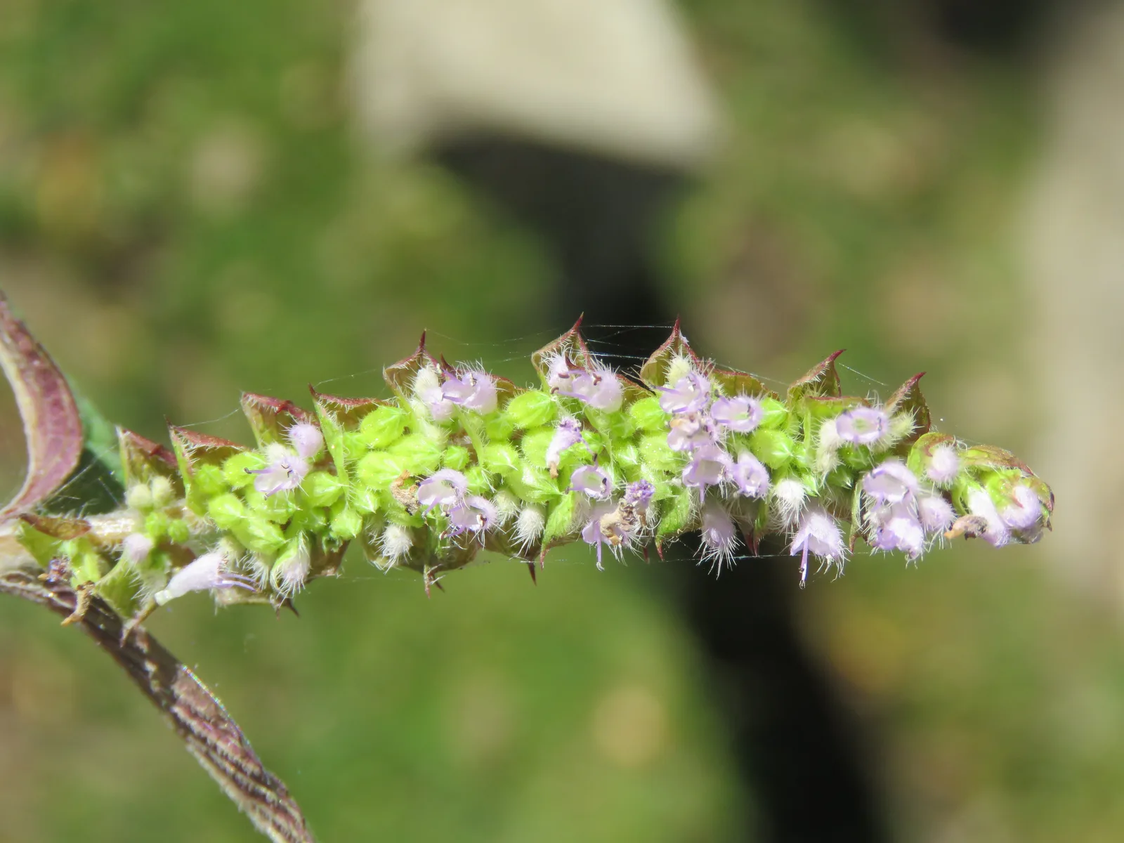 Crested Late Summer Mint