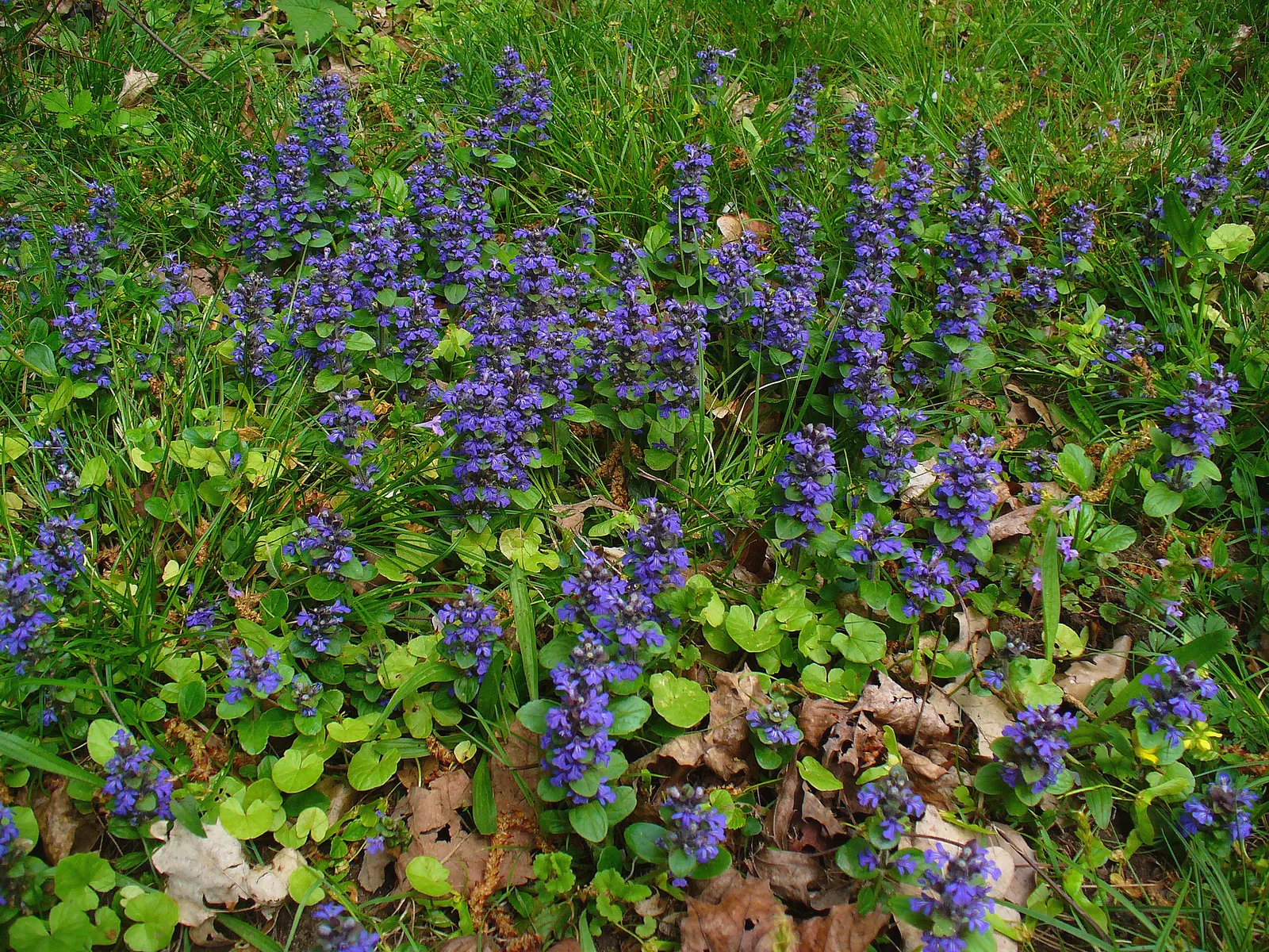Common Bugle