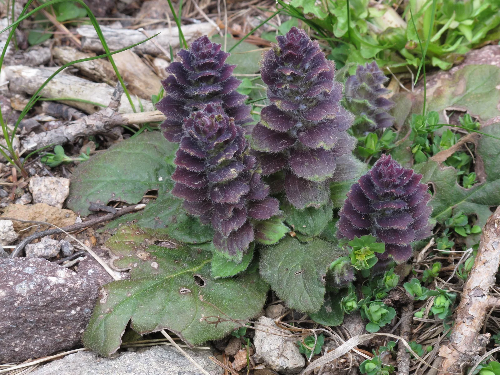 Pyramidal Bugle (Ajuga pyramidalis)
