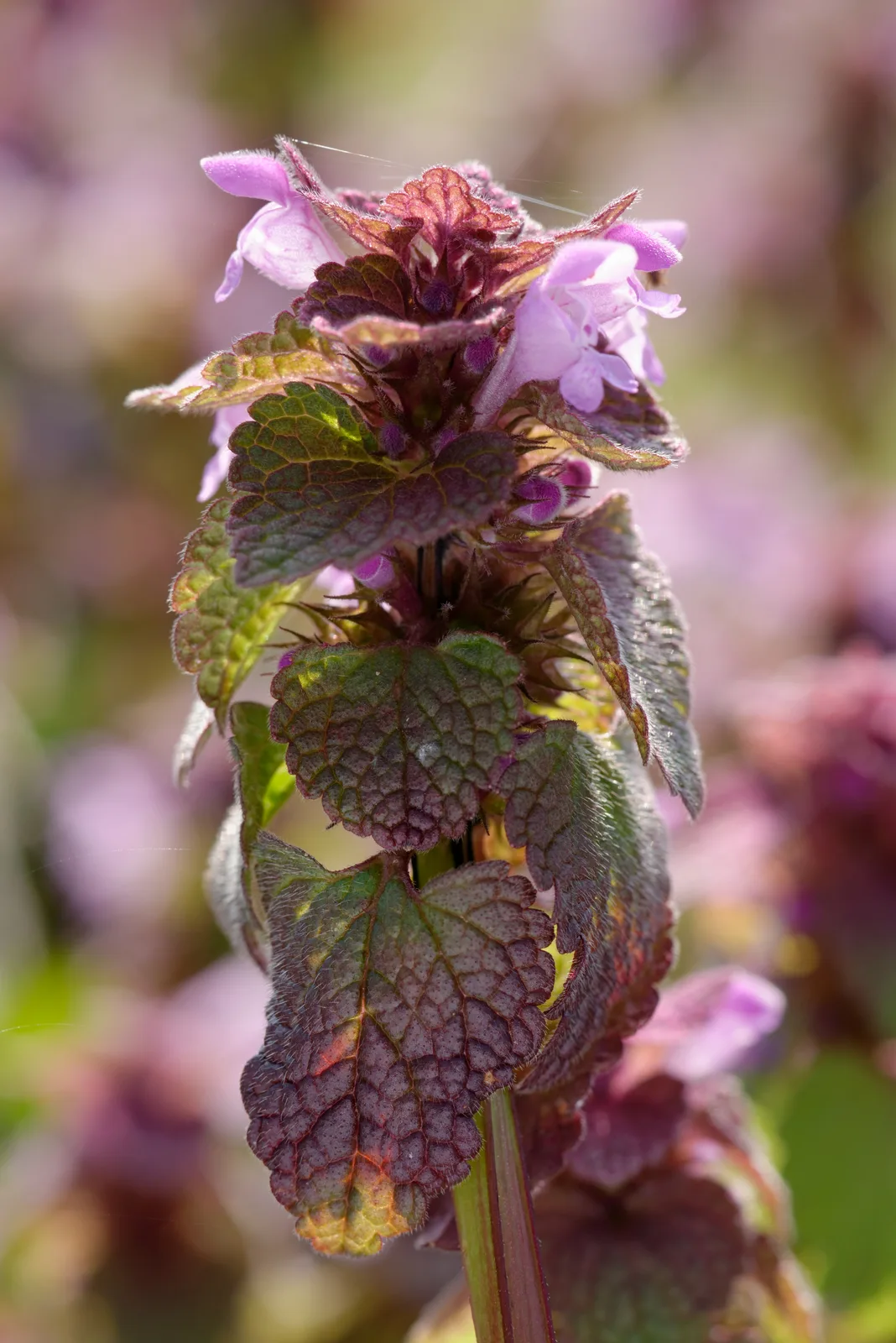 Red Deadnettle (Lamium purpureum)
