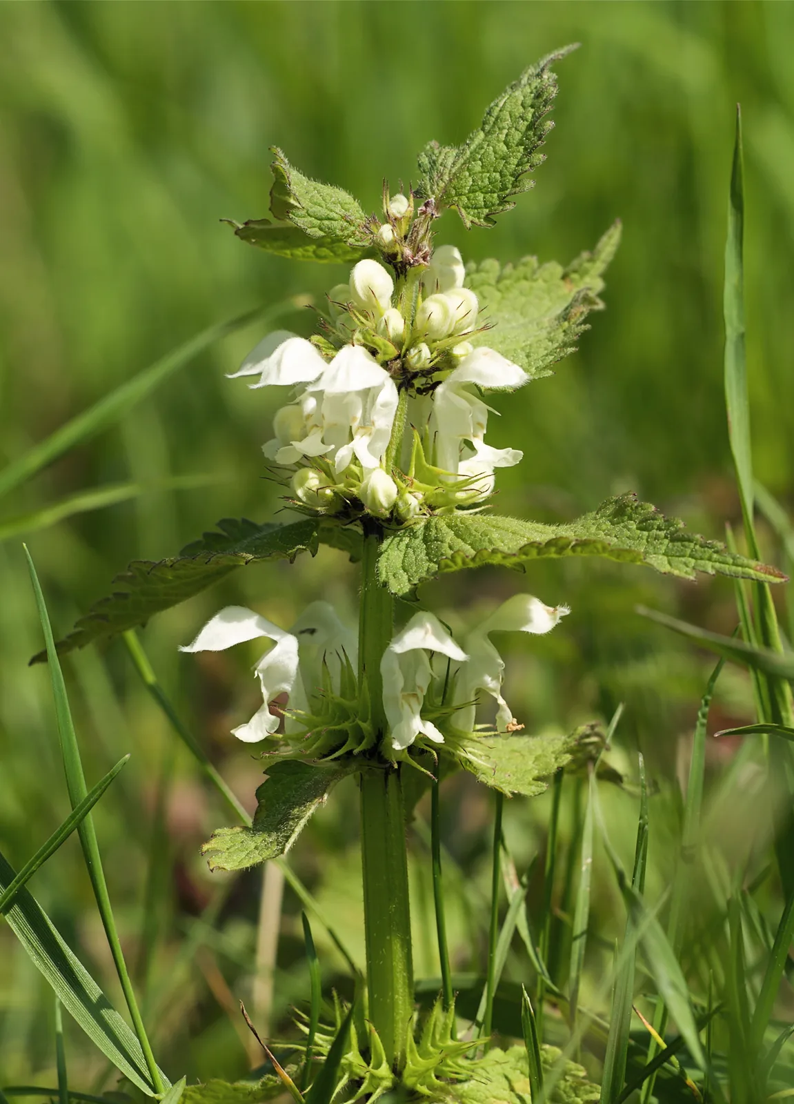 White Deadnettle