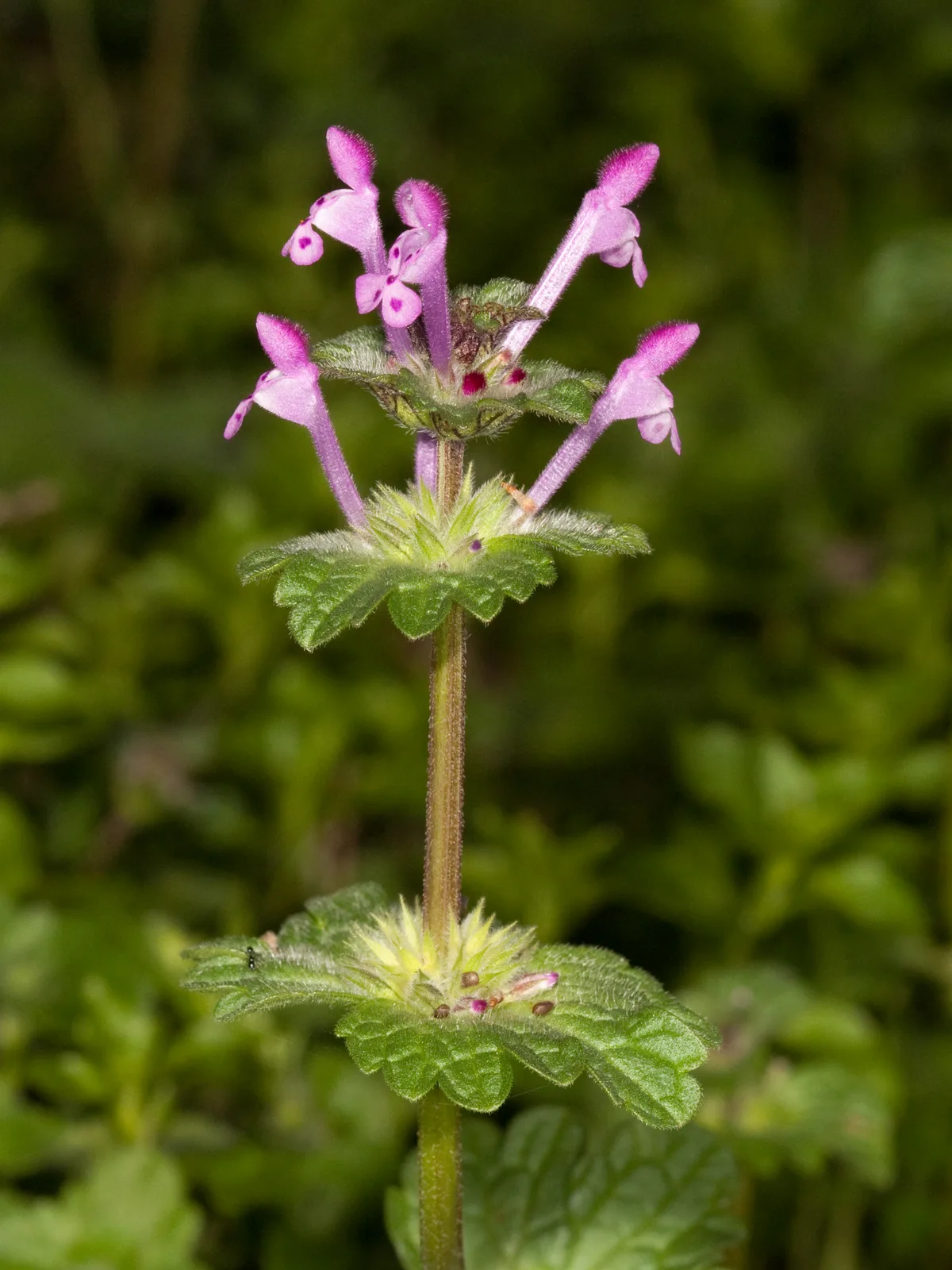 Henbit Deadnettle (Lamium amplexicaule)