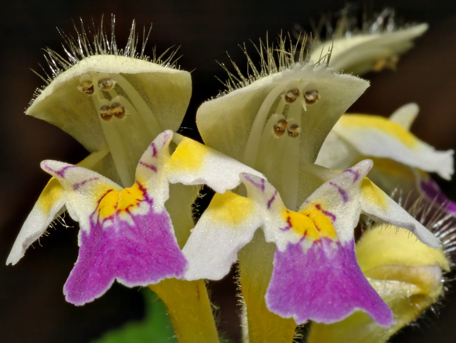 Large Flowered Hemp Nettle