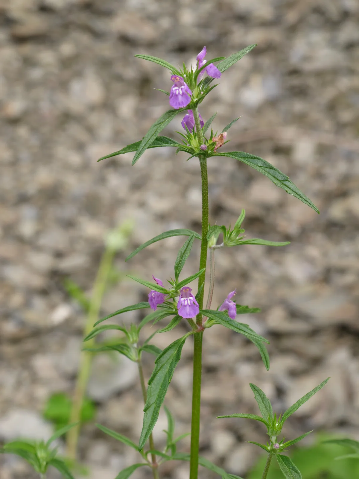 Red Hemp Nettle (Galeopsis angustifolia)