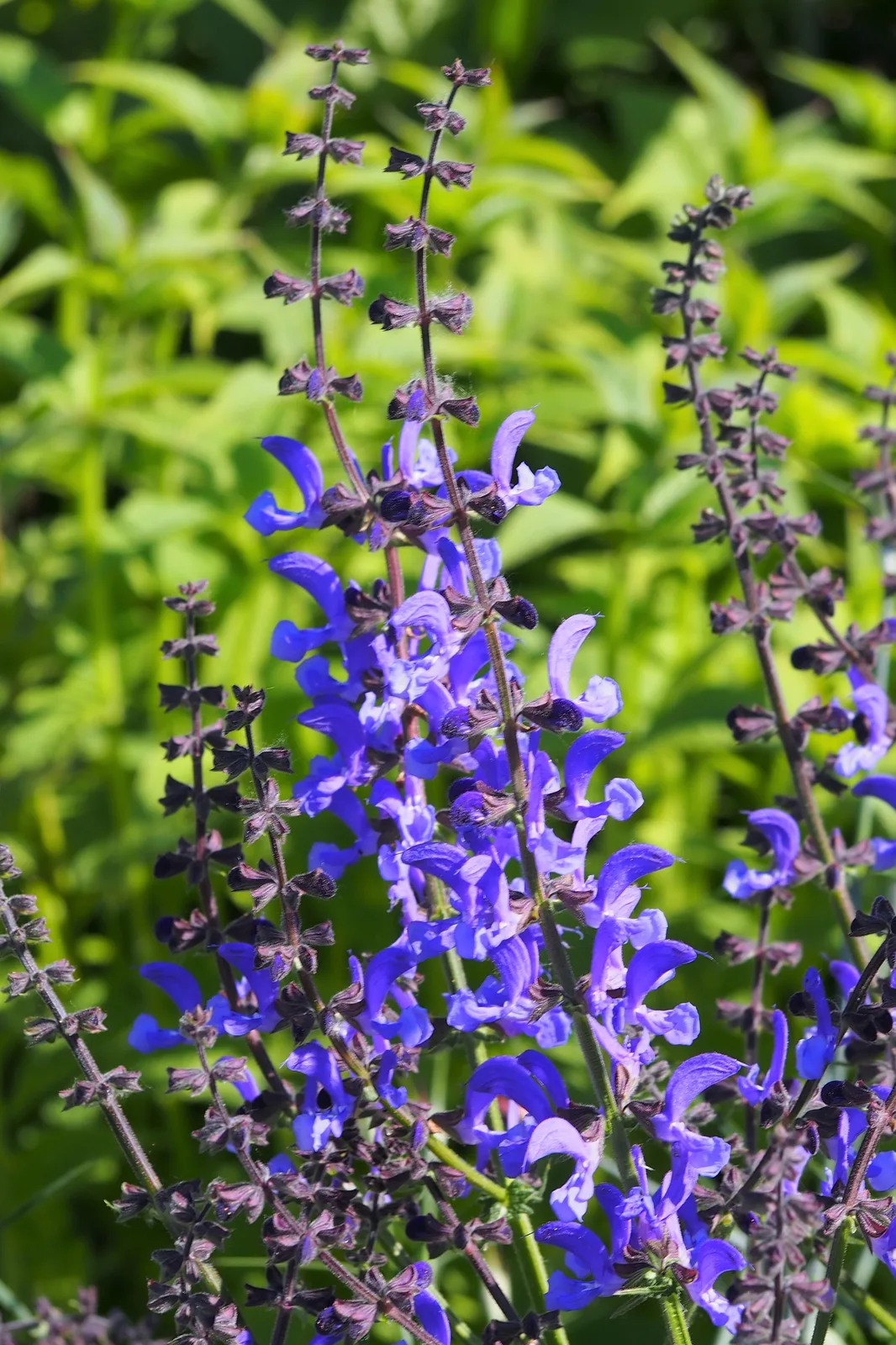 Meadow Clary (Salvia pratensis)