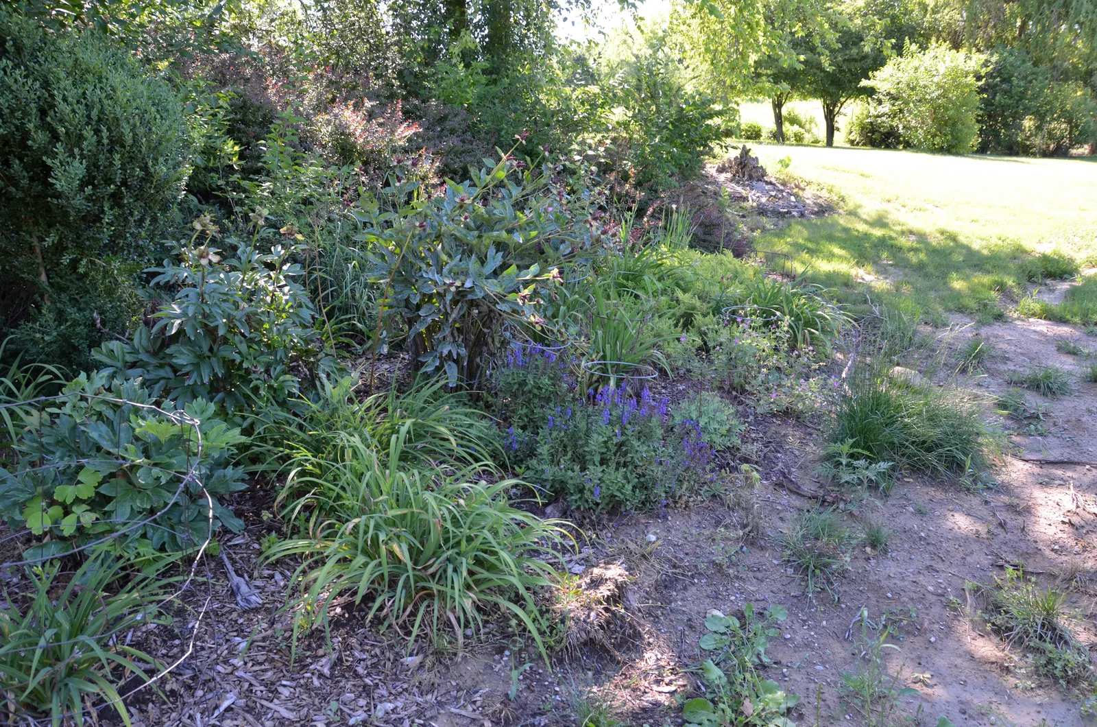 Woodland Sage (Salvia nemorosa)