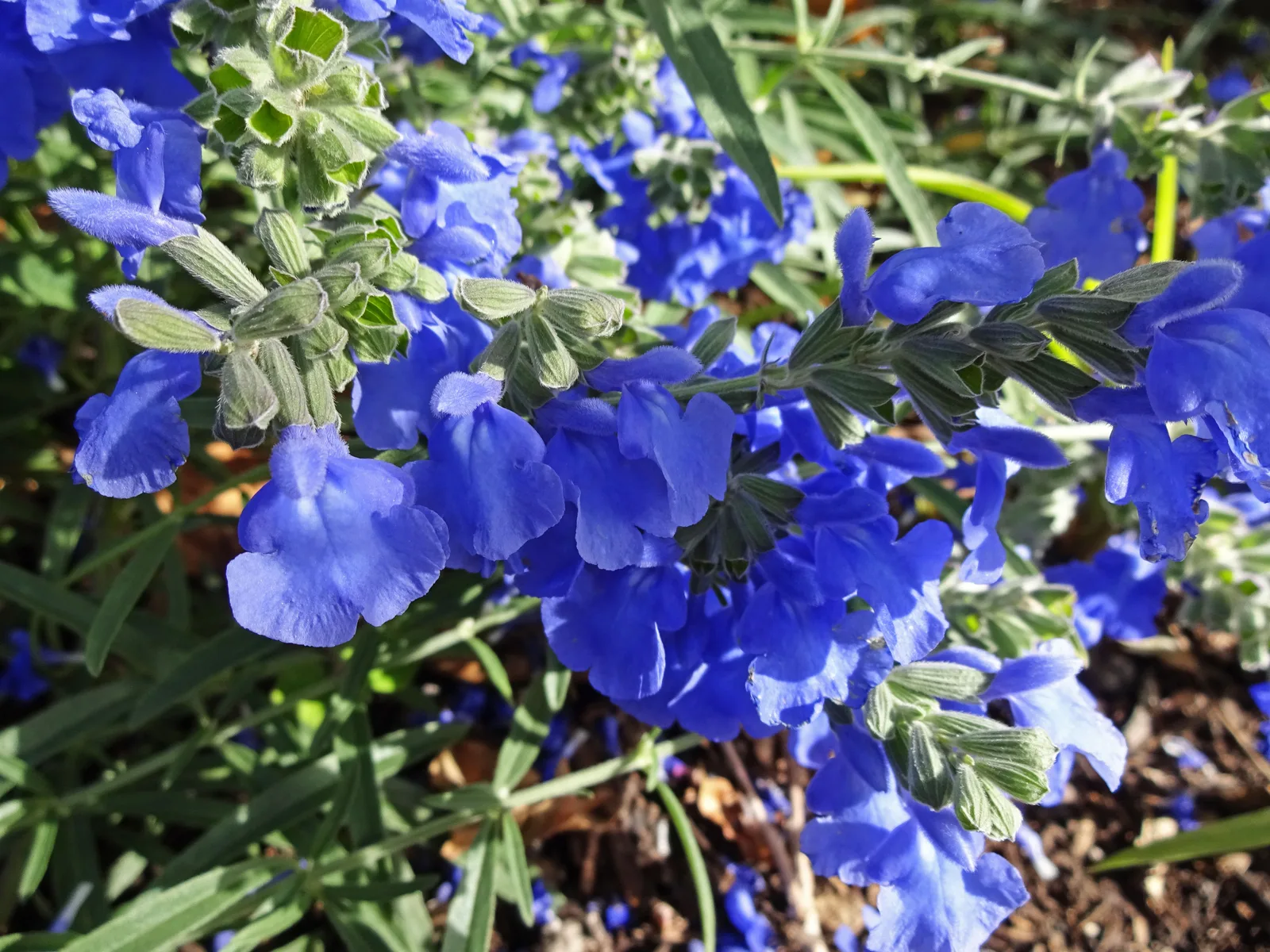 Pitcher Sage (Salvia azurea)
