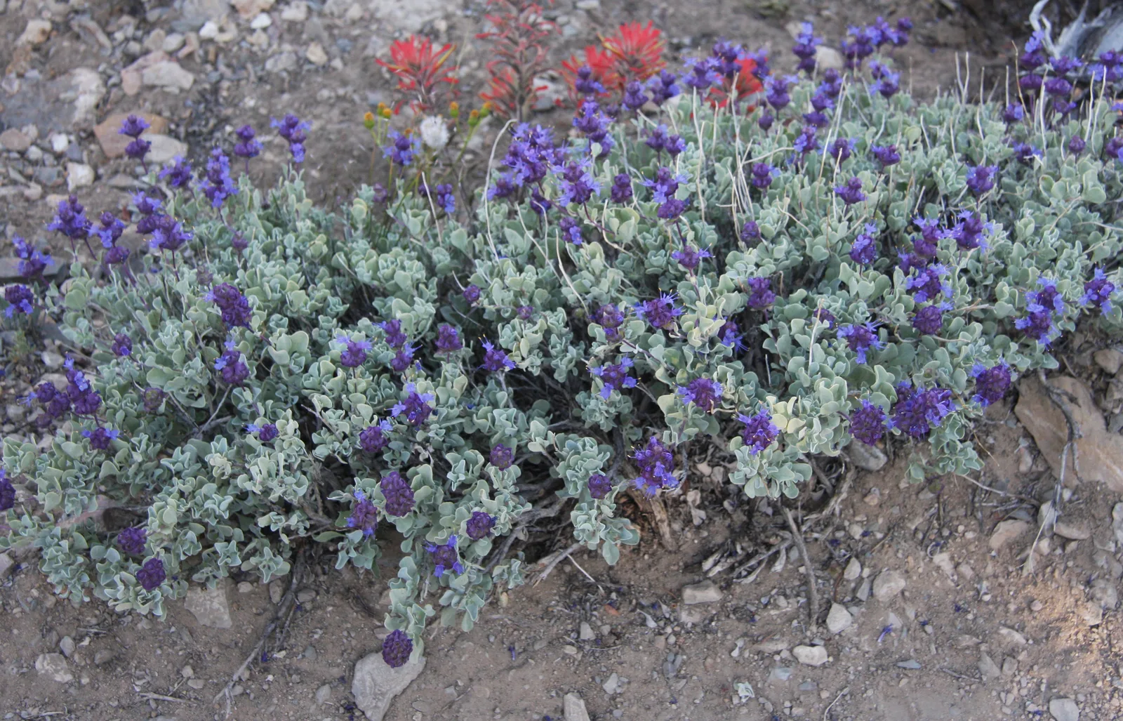 Desert Sage (Salvia dorrii)