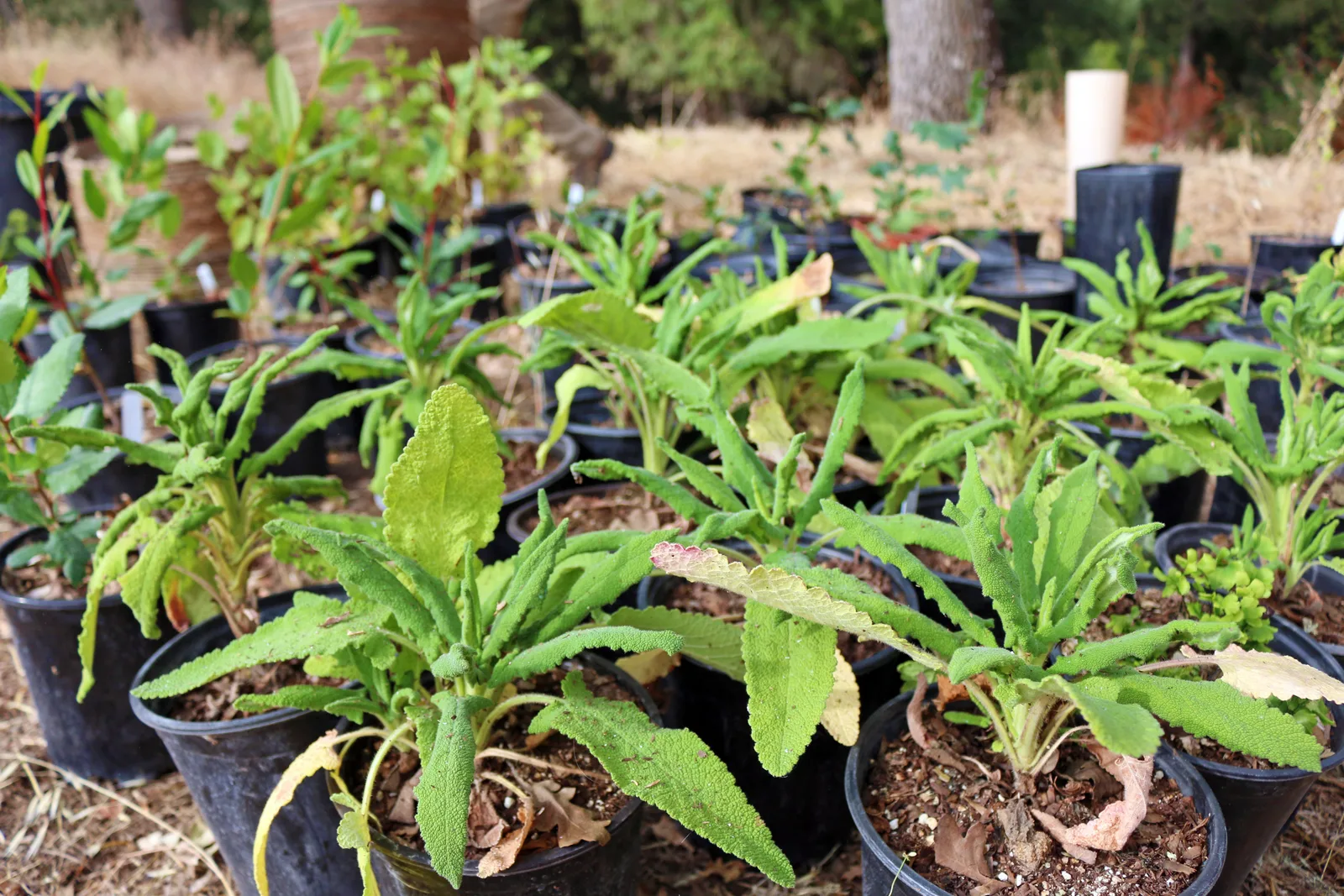 Hummingbird Sage (Salvia spathacea)