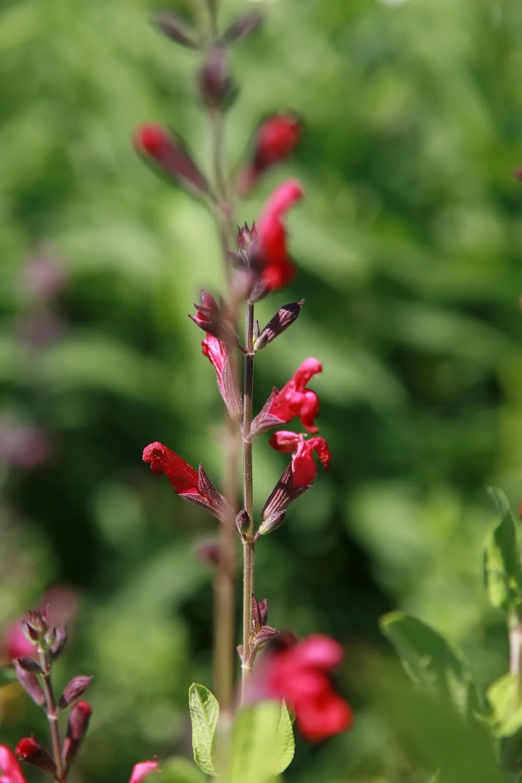 Autumn Sage (Salvia greggii)