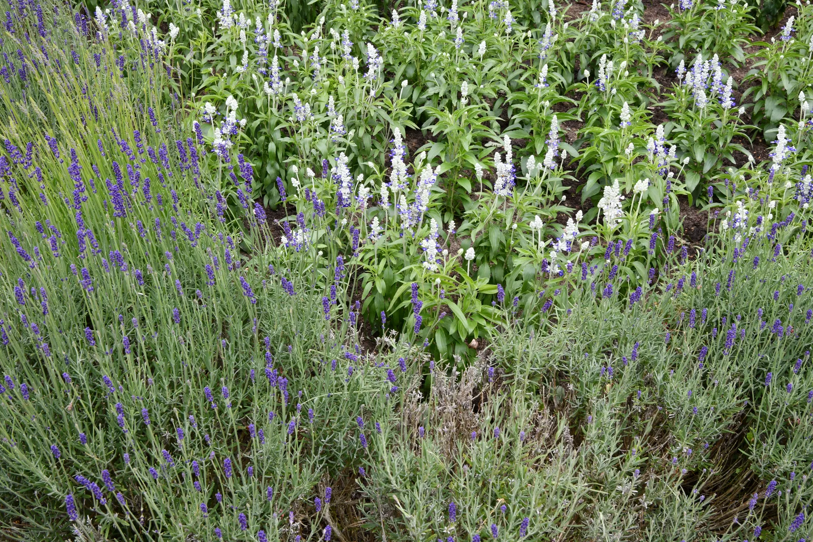 Mealycup Sage (Salvia farinacea)