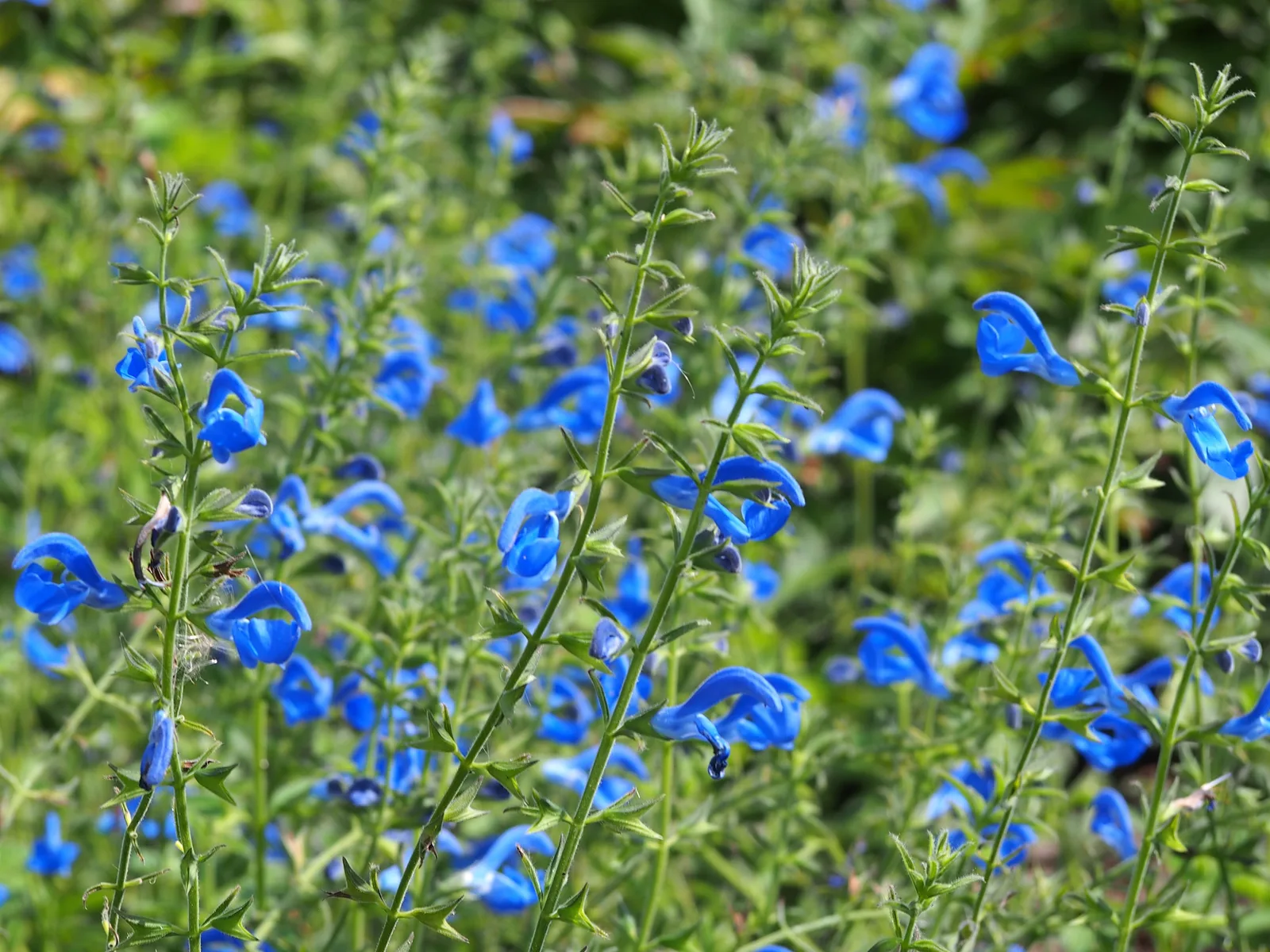 Gentian Sage (Salvia patens)