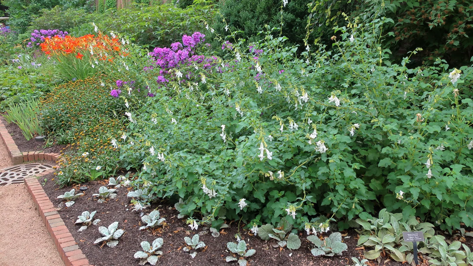 Silver Sage (Salvia argentea)