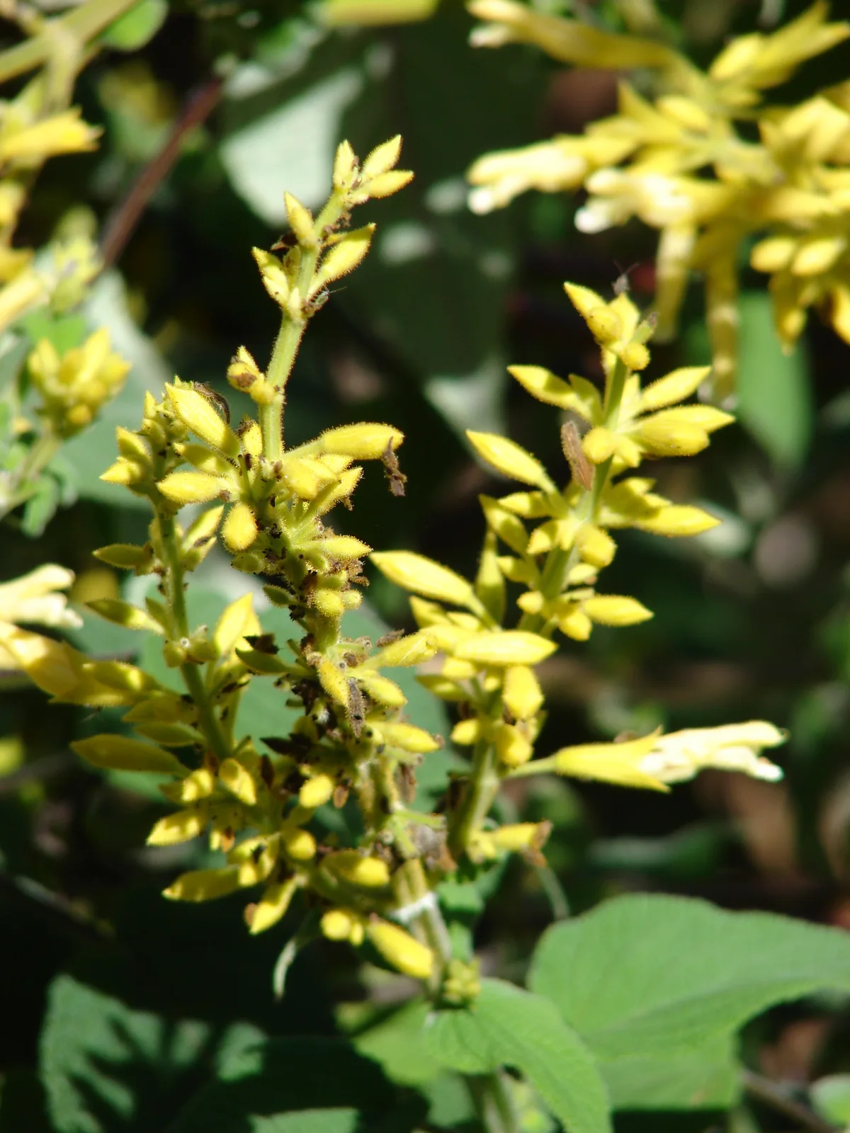 Forsythia Sage (Salvia madrensis)