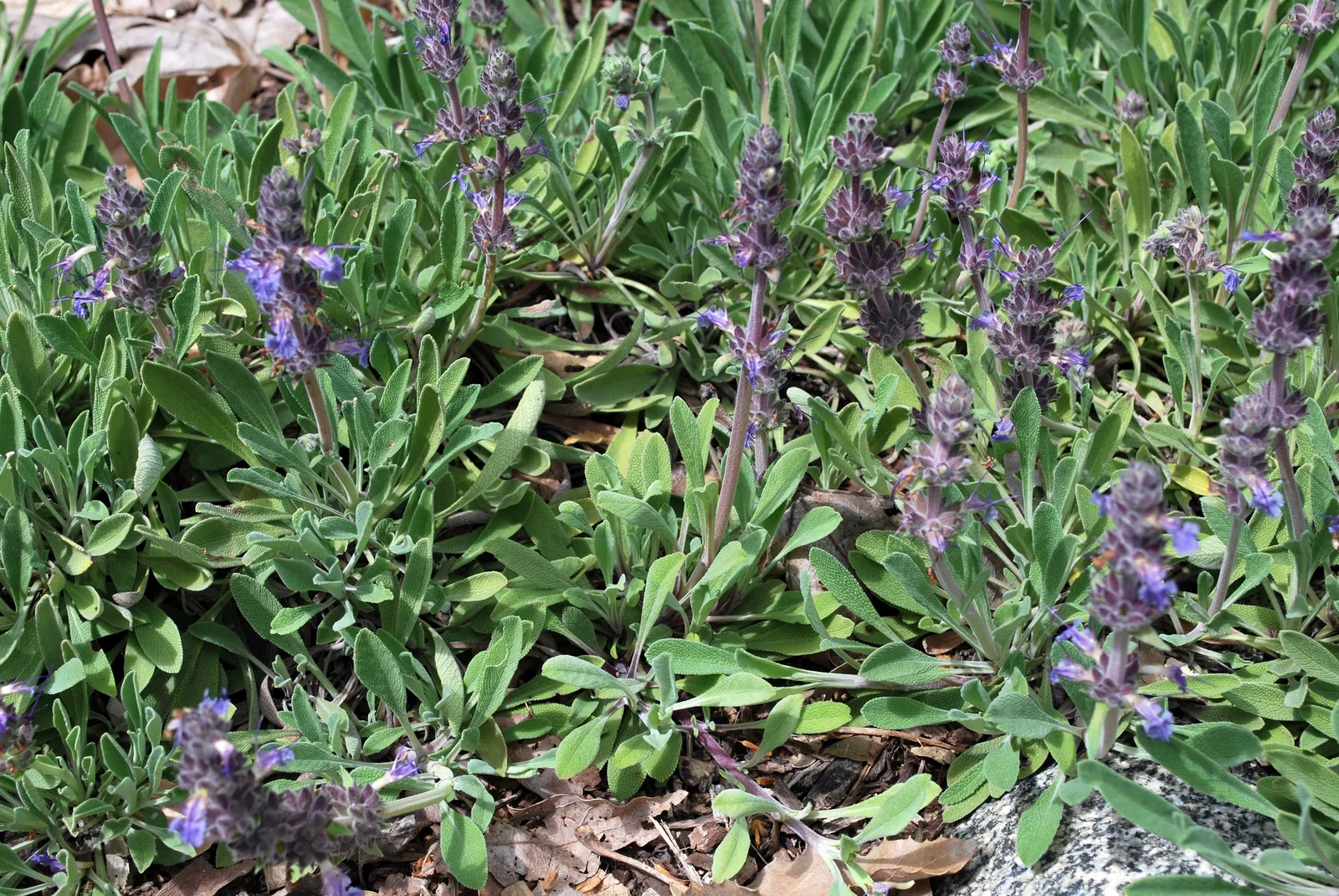 Creeping Sage