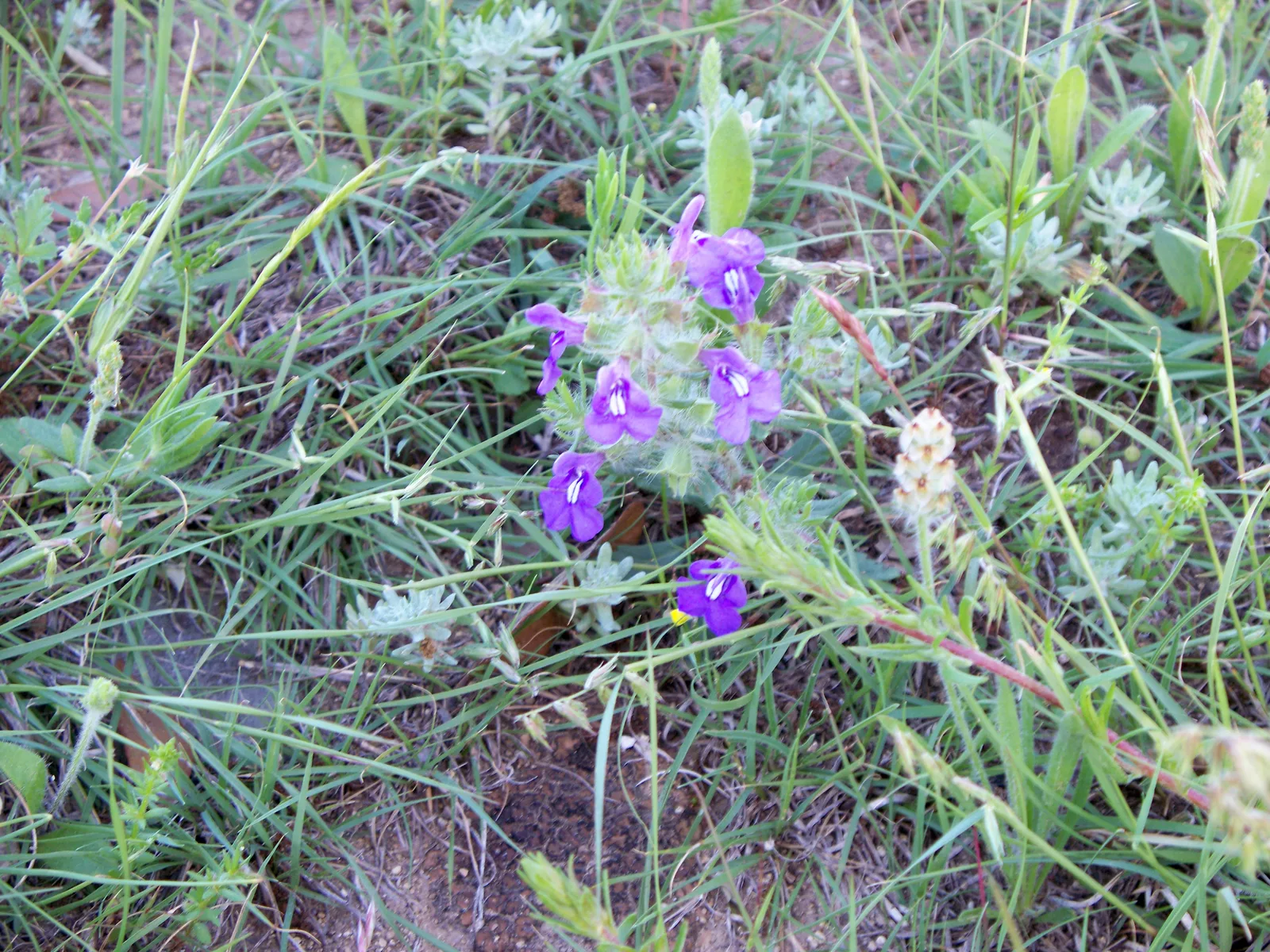 Texas Sage