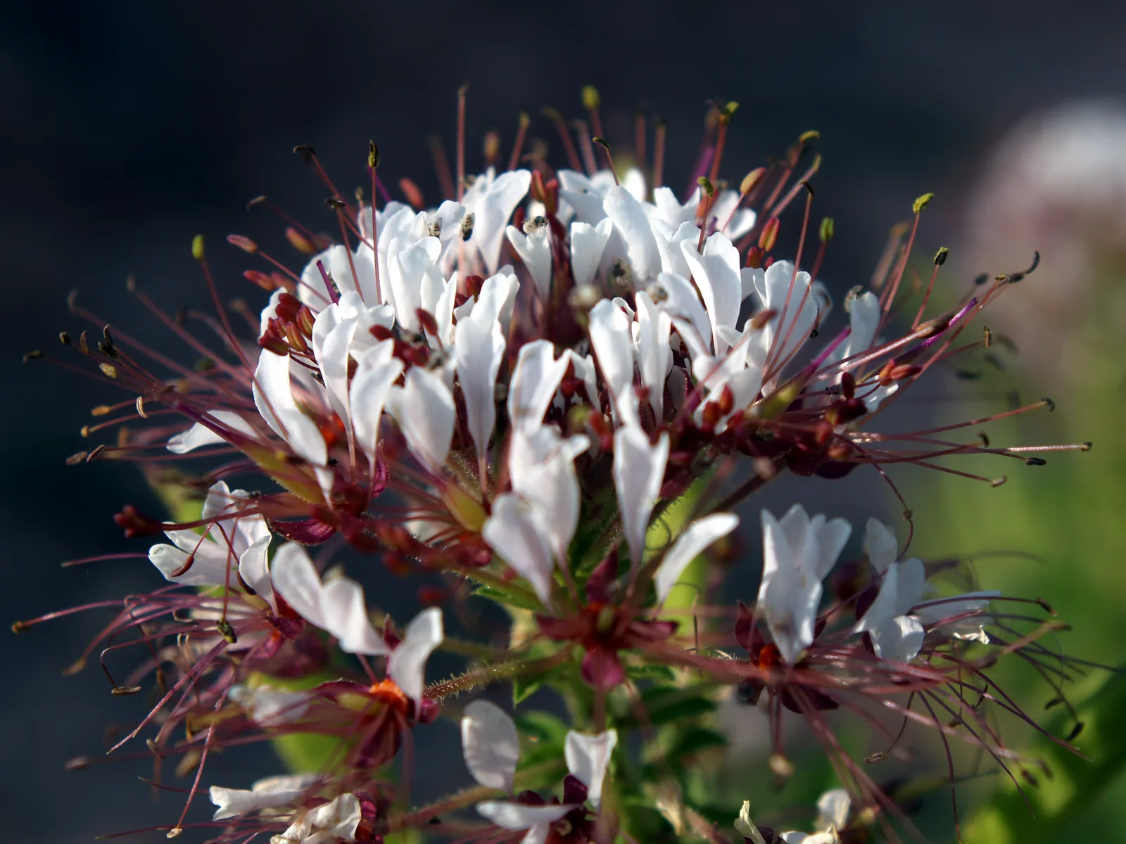 Redwhisker Clammyweed (Polanisia dodecandra)