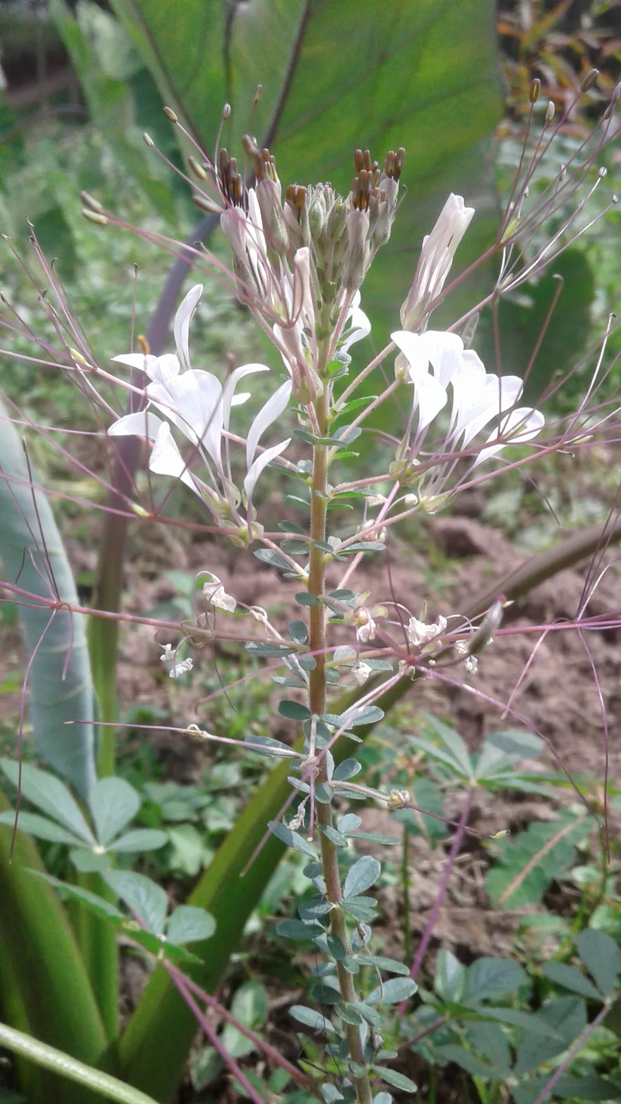 African Spider Flower