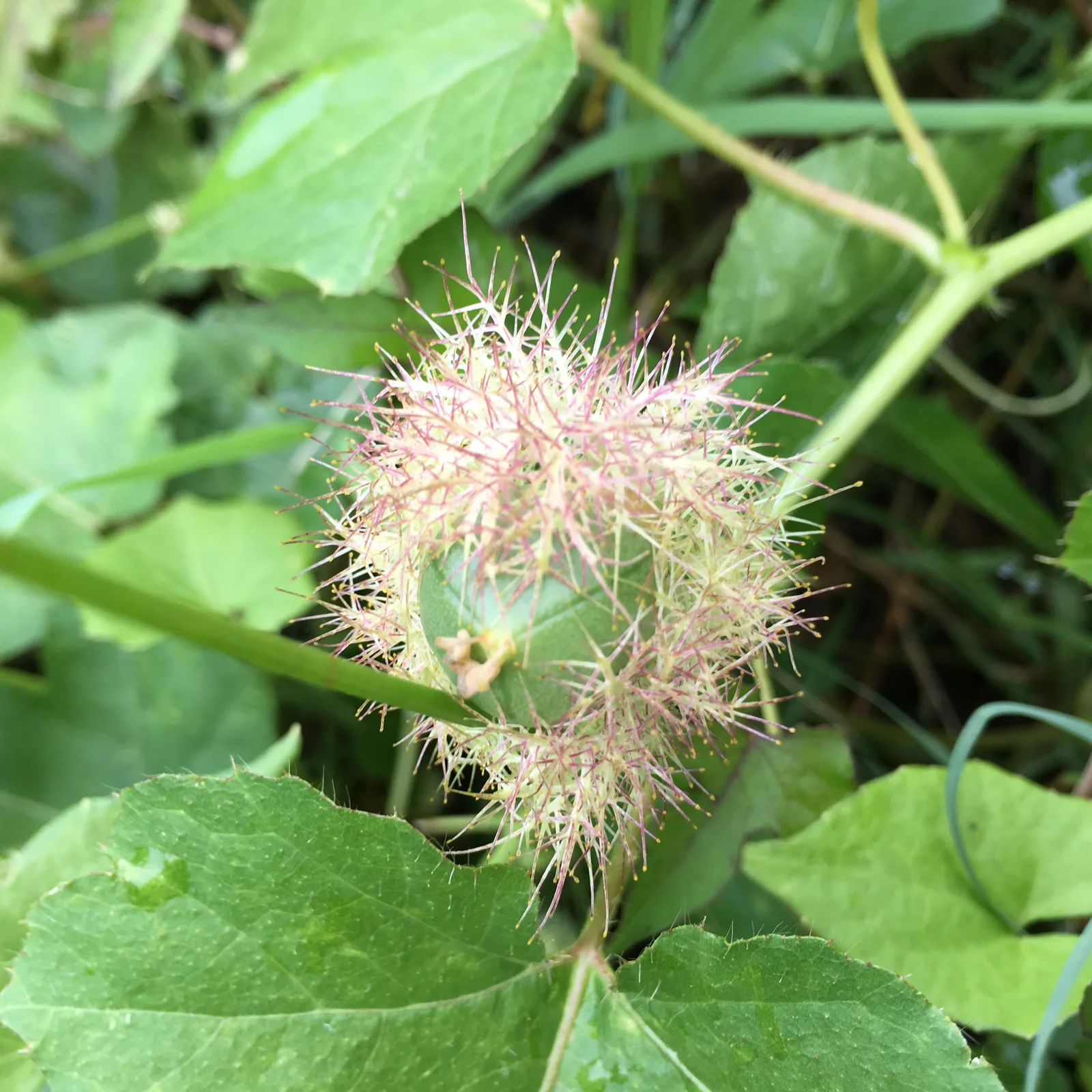 Stinking Passionflower (Passiflora foetida)