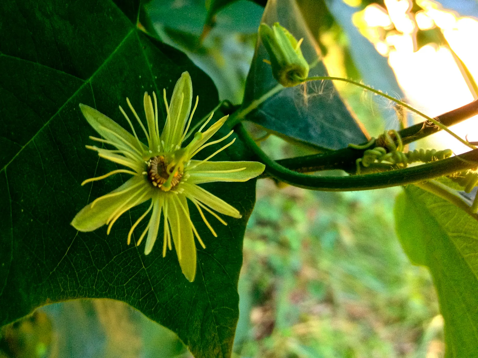 Yellow Passionflower (Passiflora lutea)