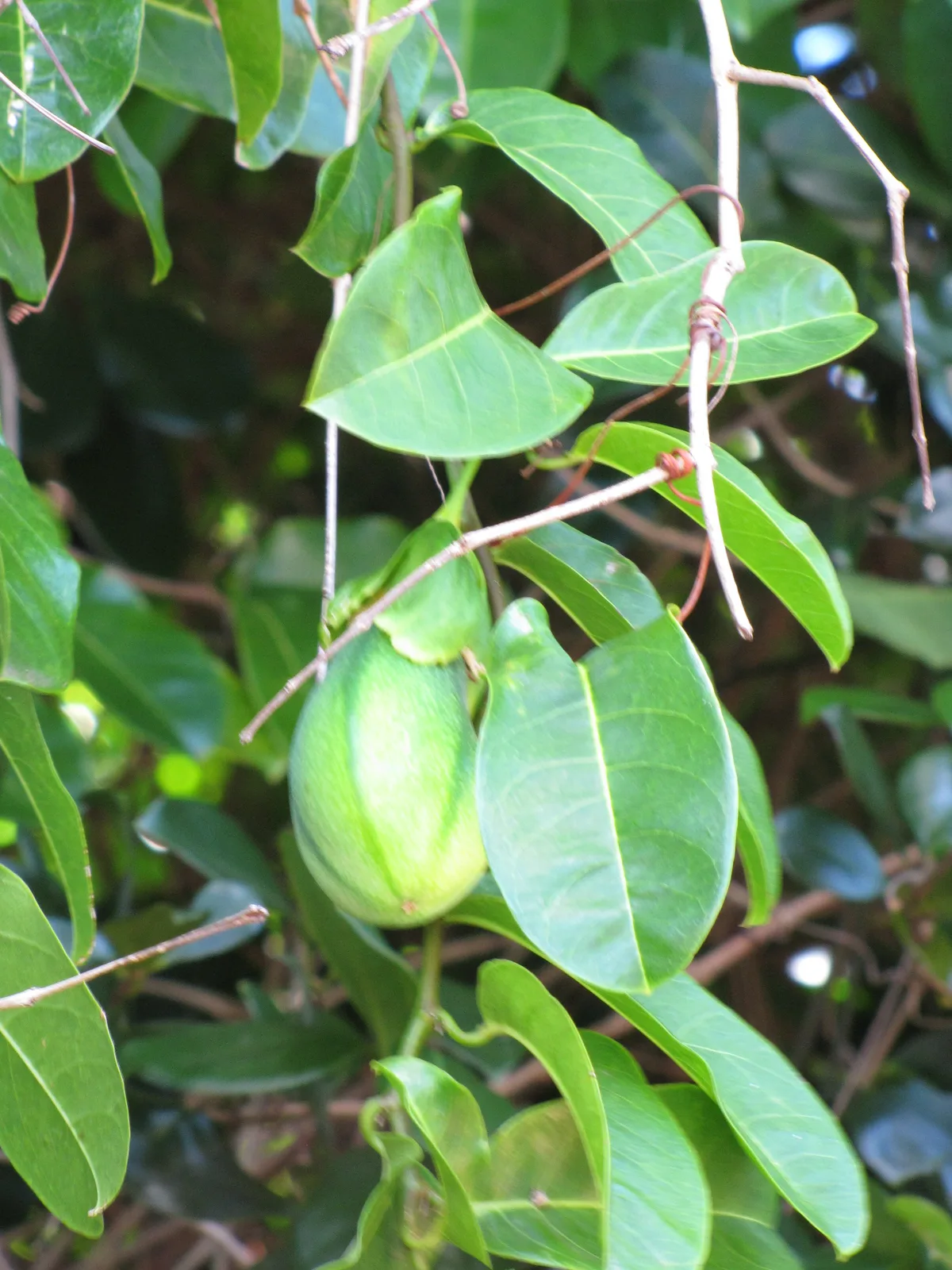 Water Lemon (Passiflora laurifolia)