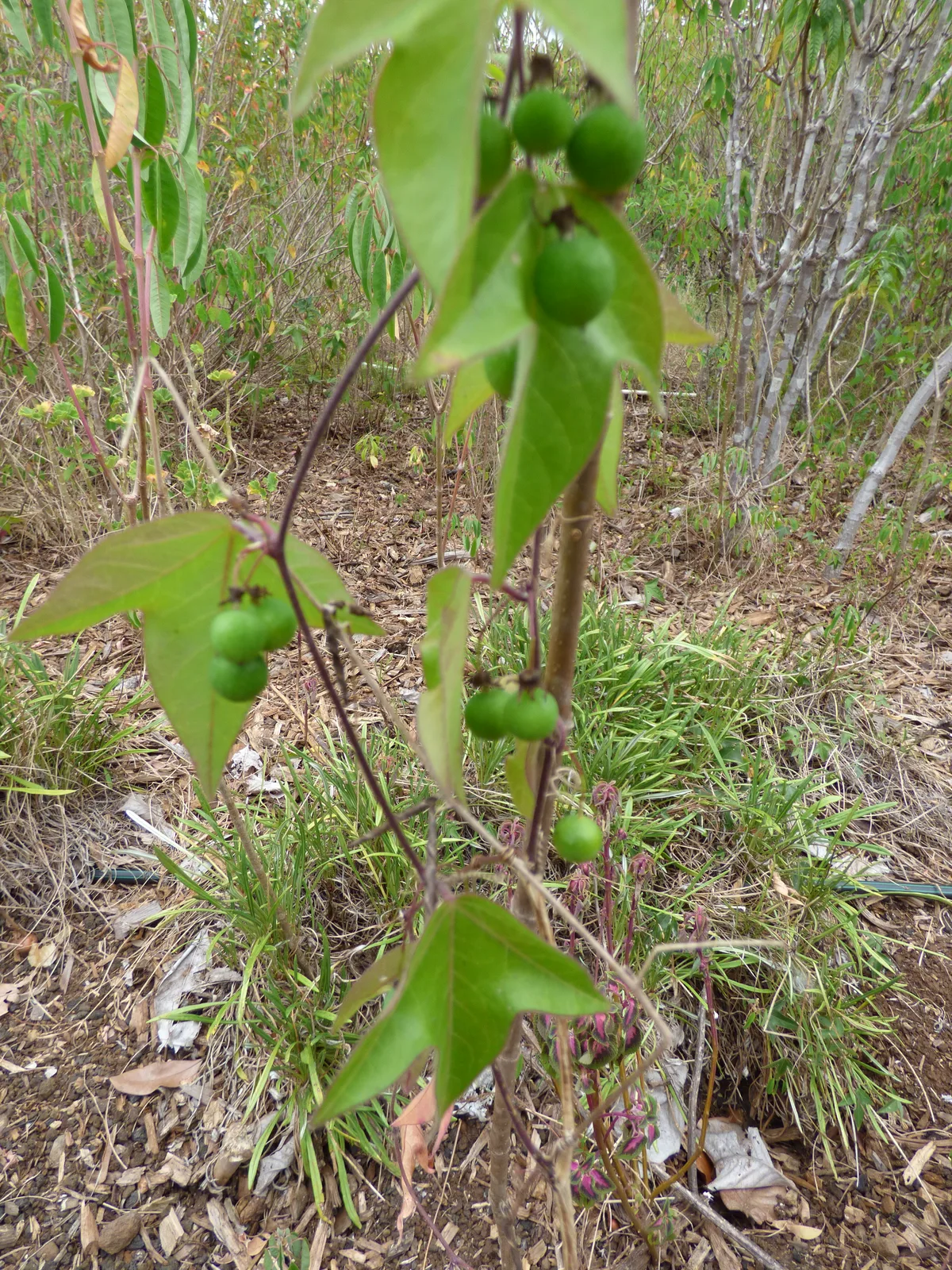 Corkystem Passionflower (Passiflora suberosa)