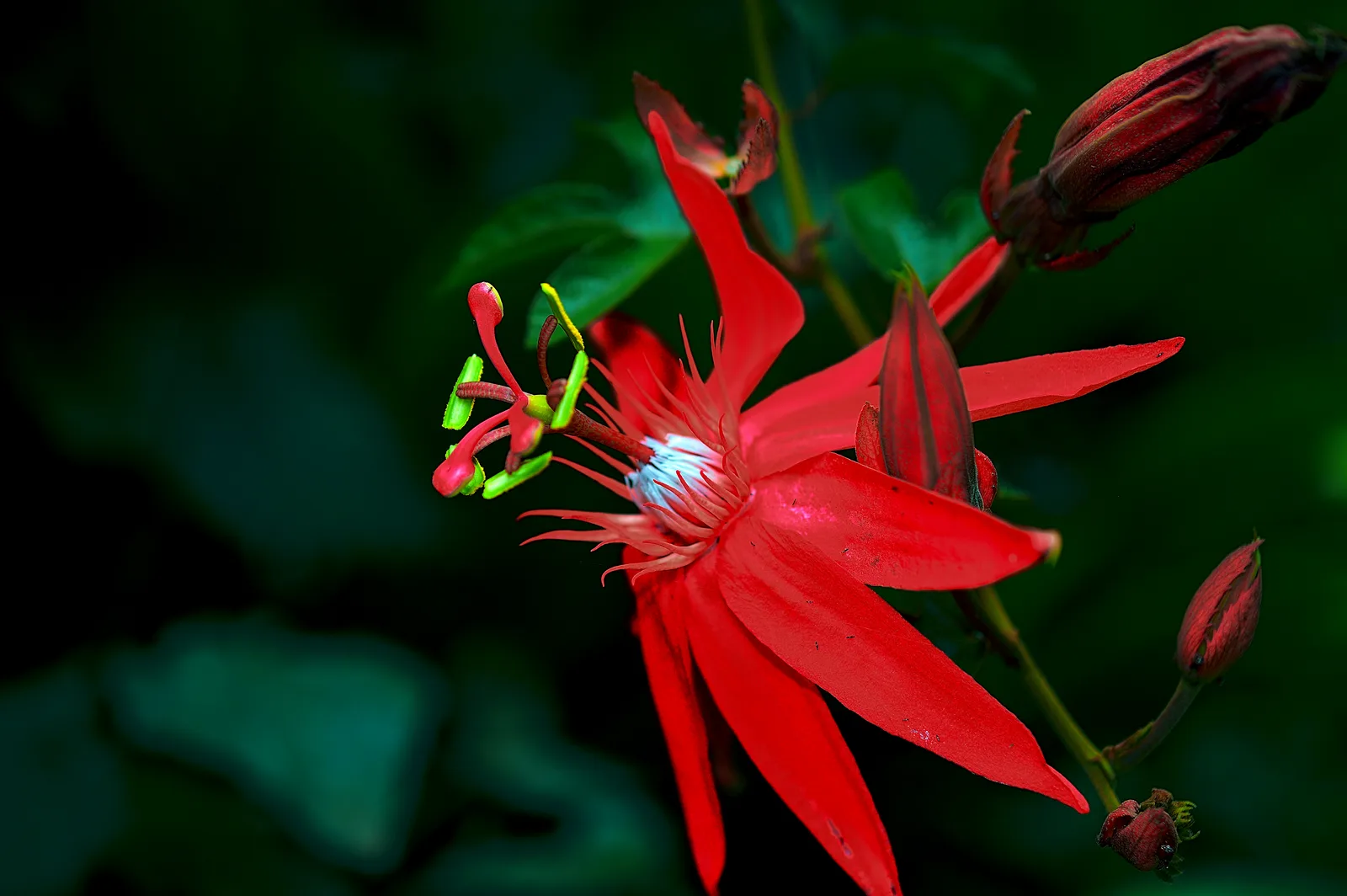 Perfumed Passionflower (Passiflora vitifolia)