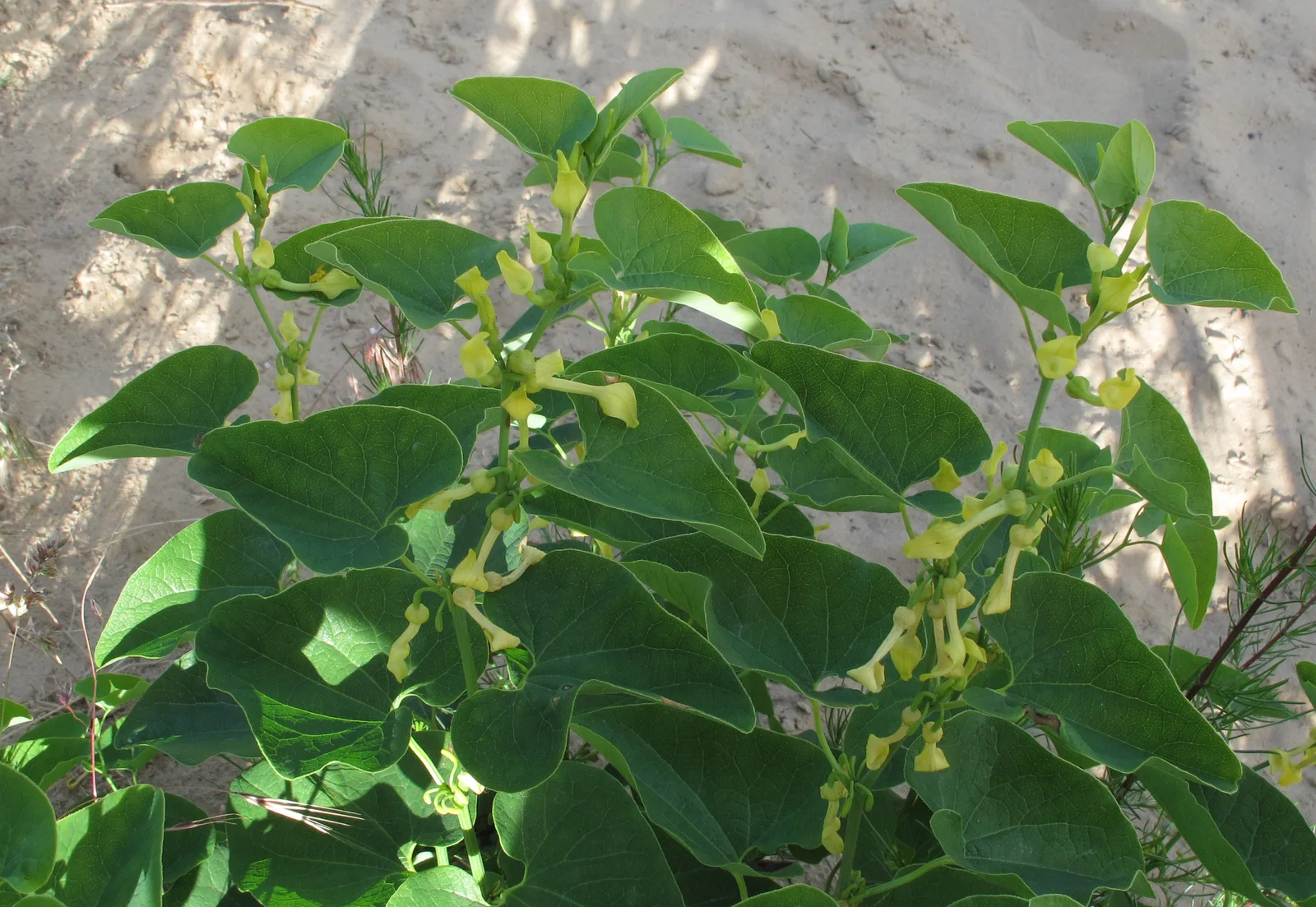 European Birthwort (Aristolochia clematitis)