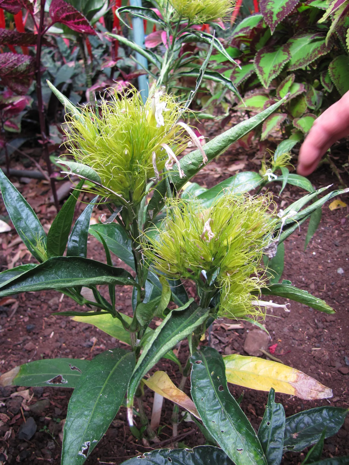 Golden Plume (Schaueria flavicoma)