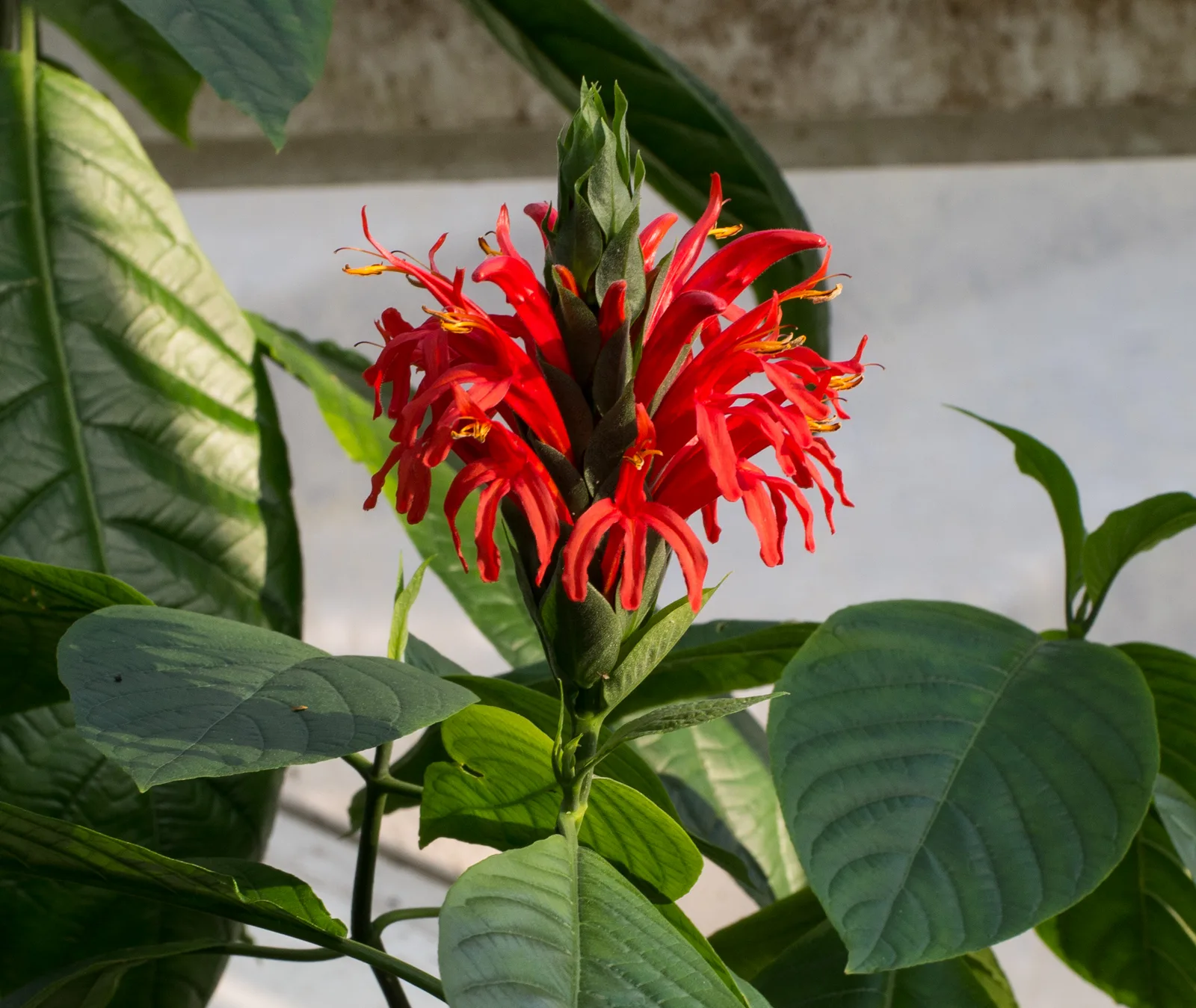 Cardinals Guard (Pachystachys coccinea)