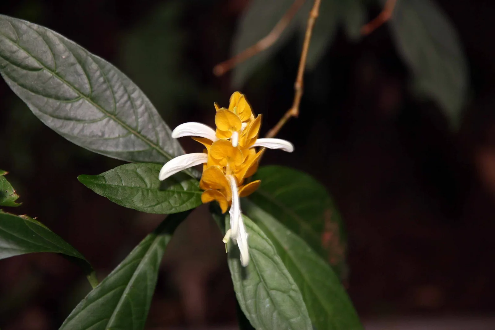 Golden Shrimp Plant (Pachystachys lutea)