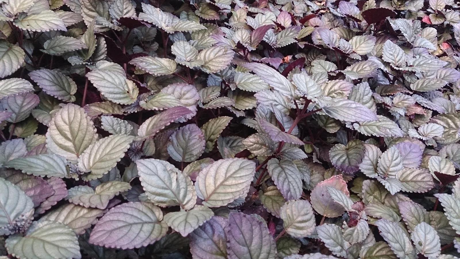 Red Ivy