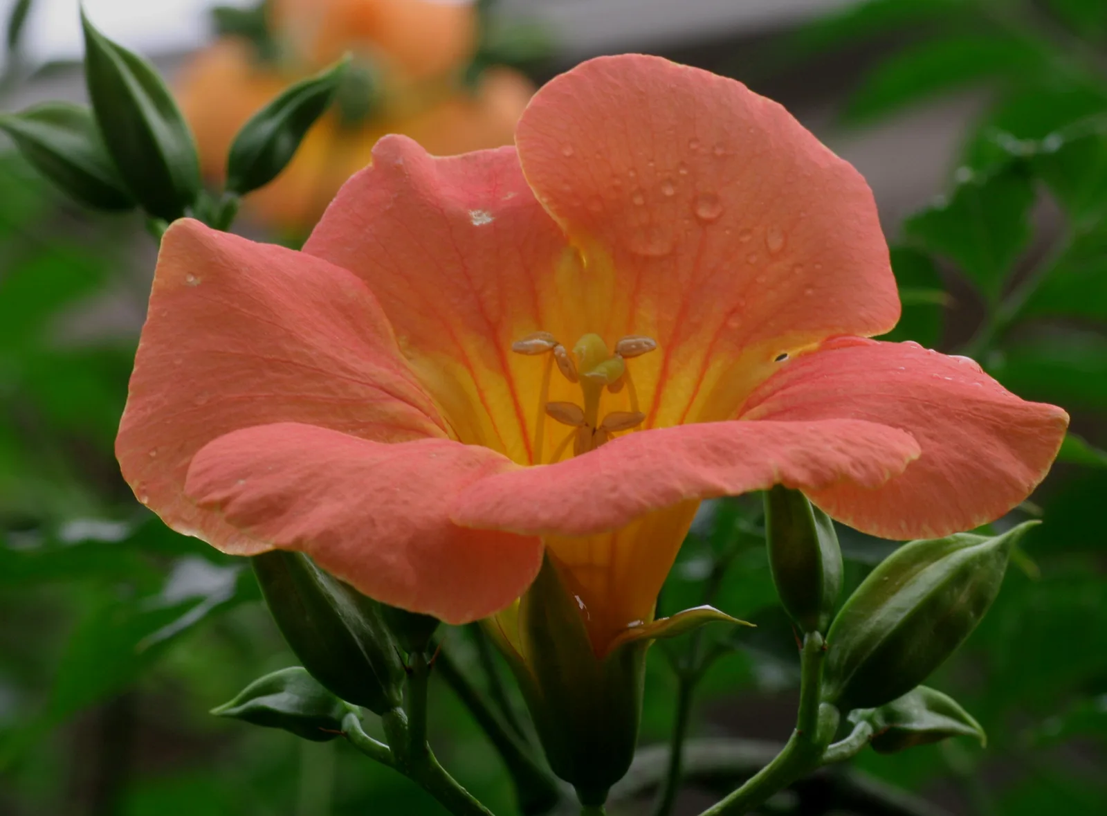 Chinese Trumpet Vine (Campsis grandiflora)