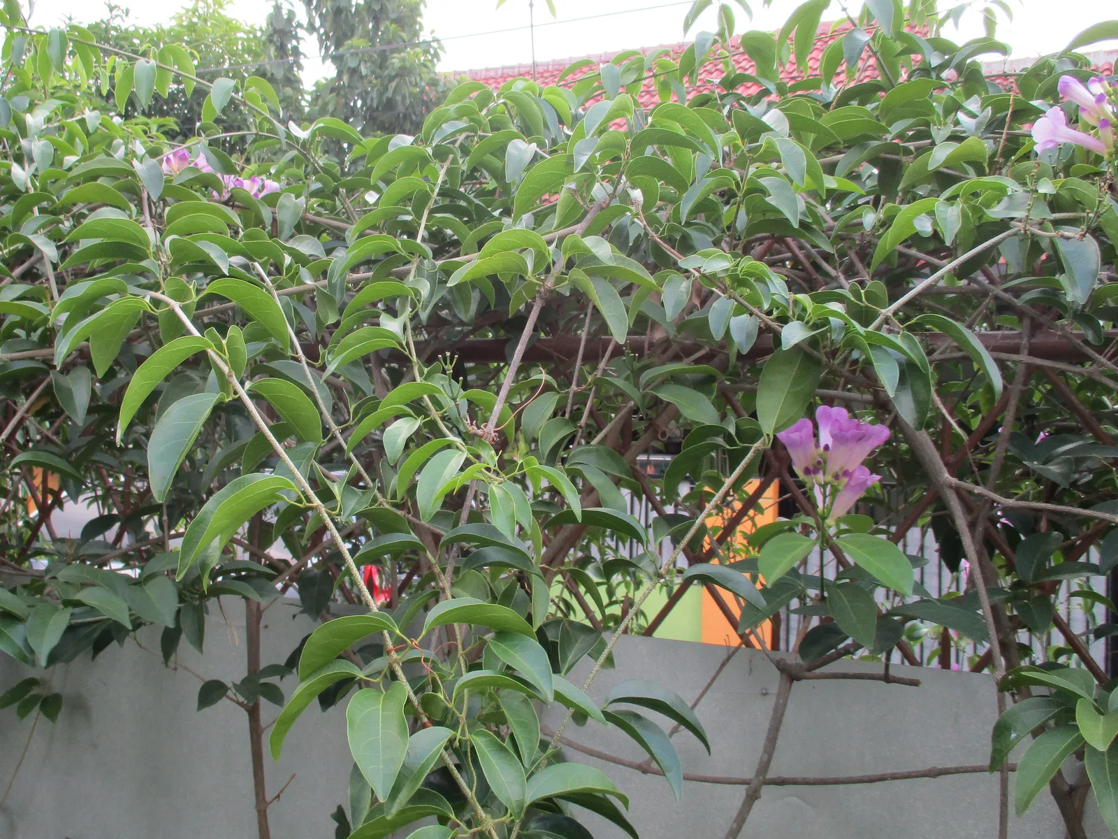 Garlic Vine (Mansoa alliacea)