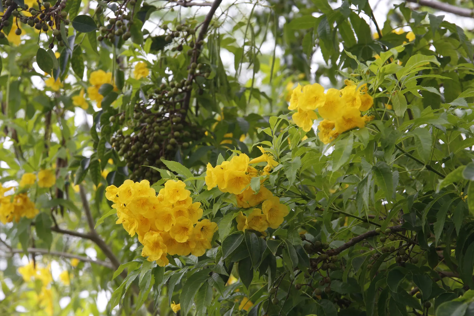 Yellow Elder (Tecoma stans)