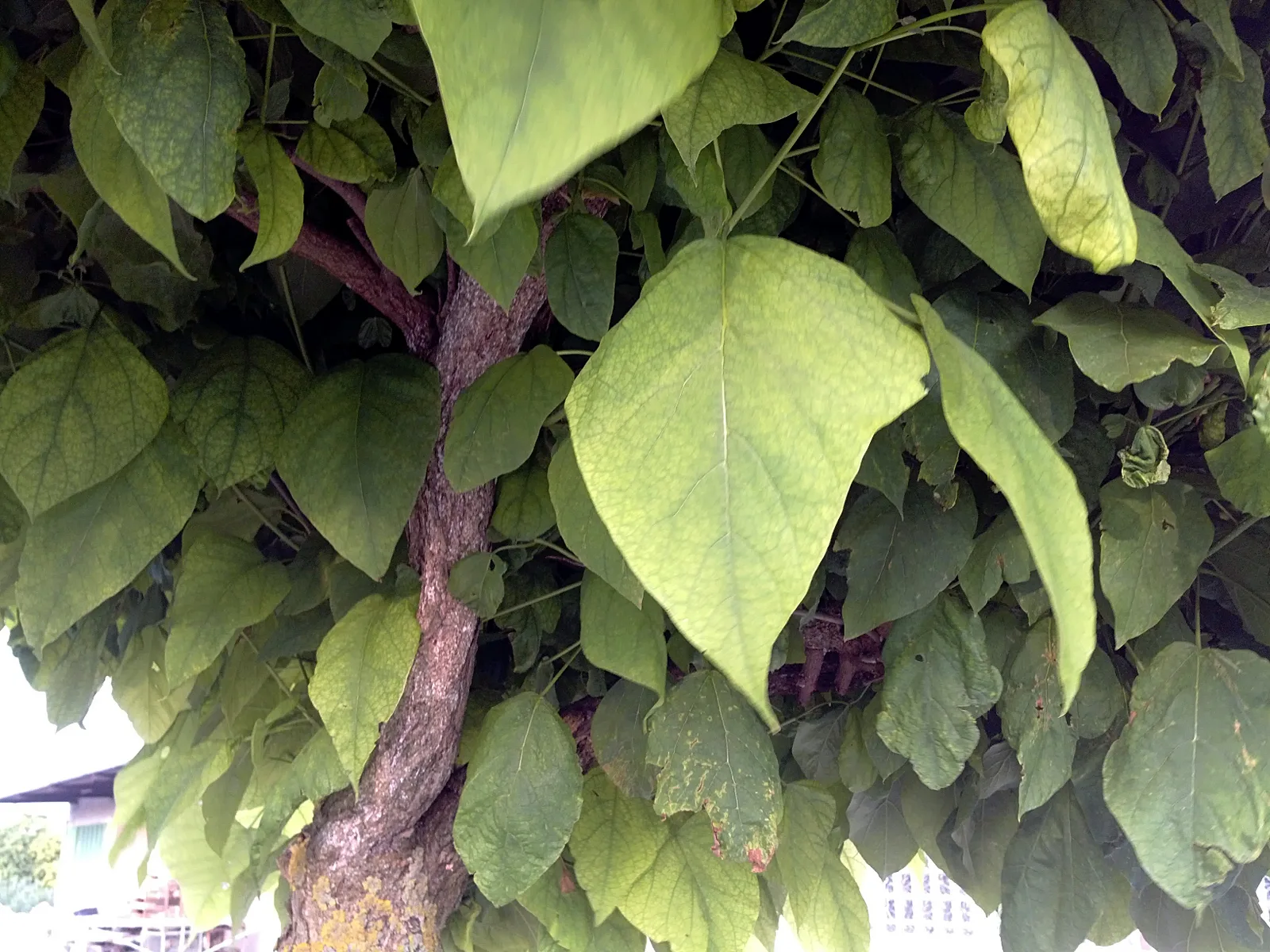 Catalpa (Catalpa bignonioides)
