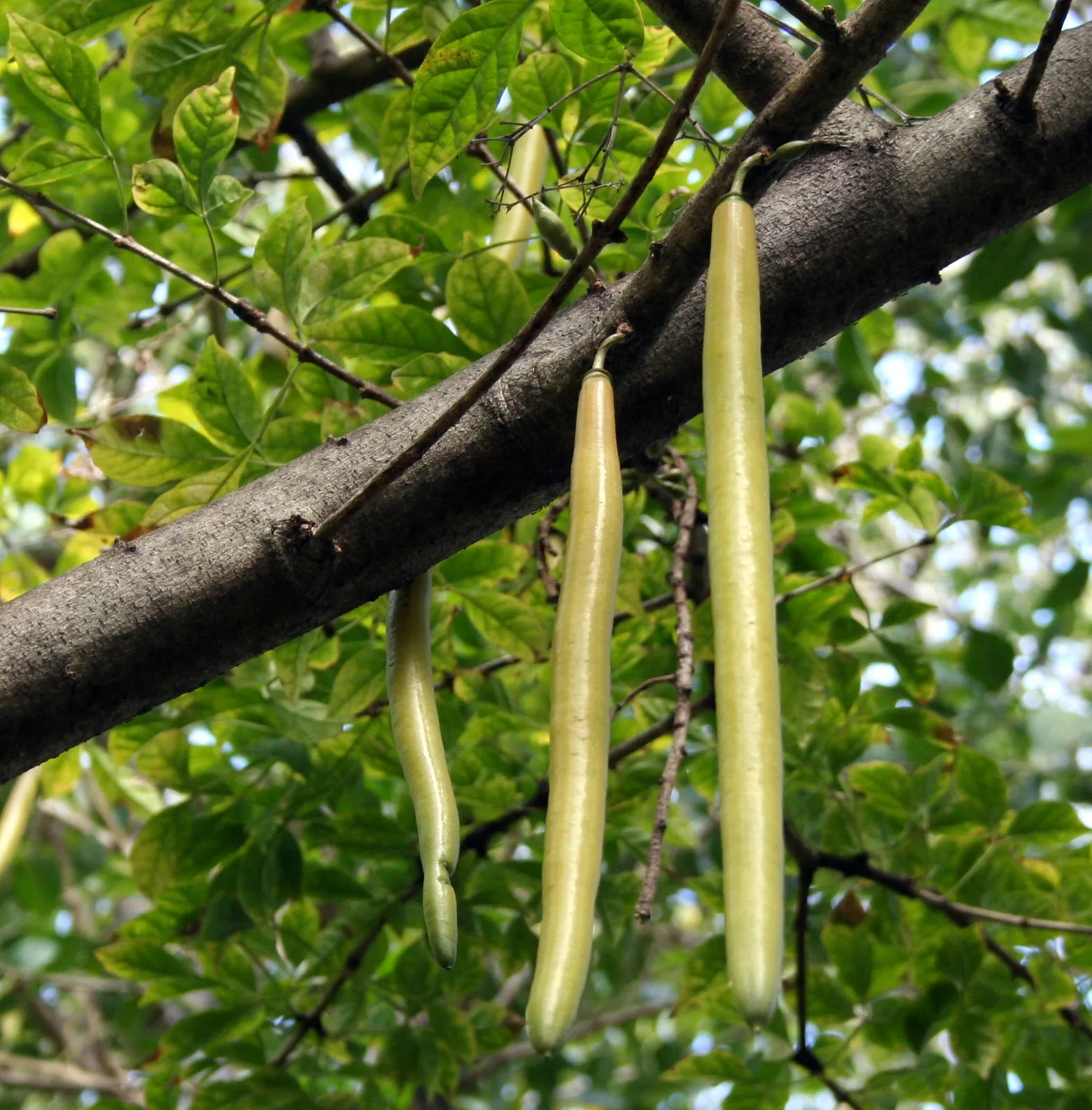 Parmentiera