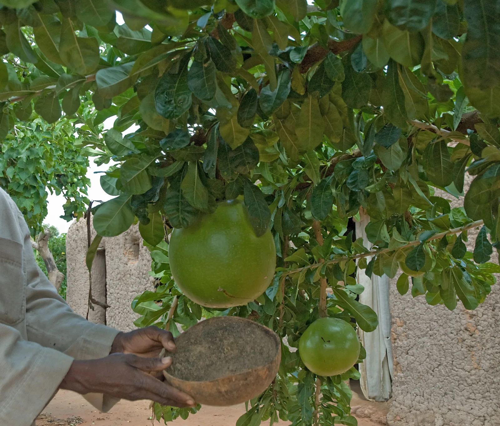 Calabash Tree (Crescentia cujete)