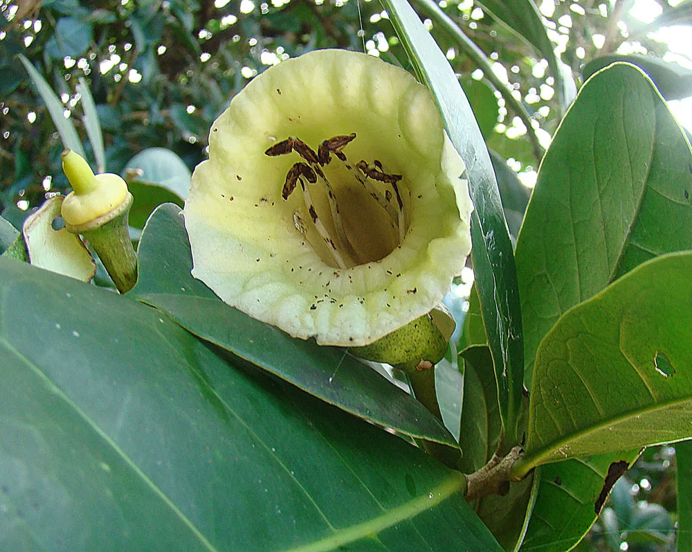 Black Calabash (Amphitecna latifolia)