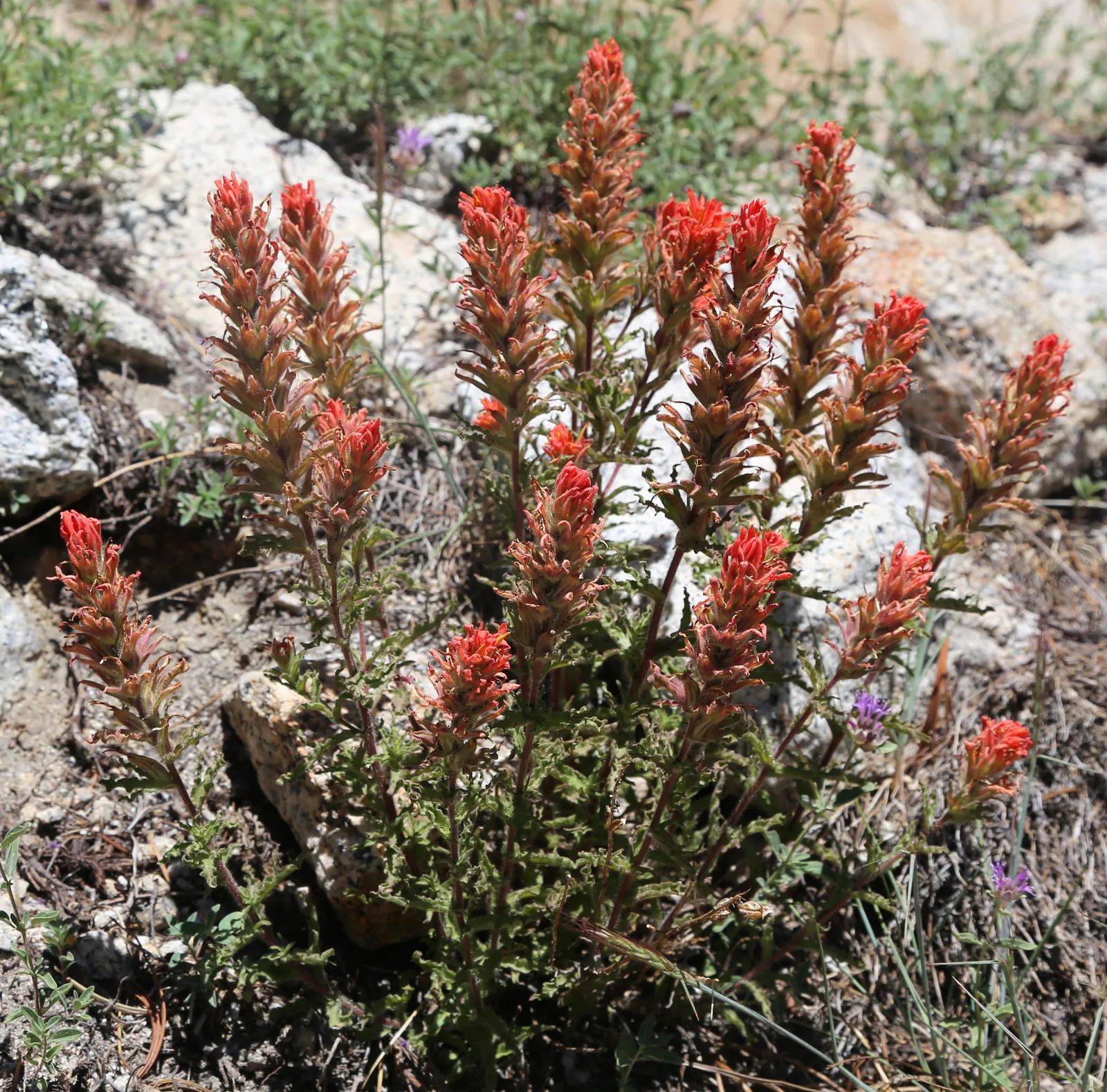 Applegate Paintbrush (Castilleja applegatei)
