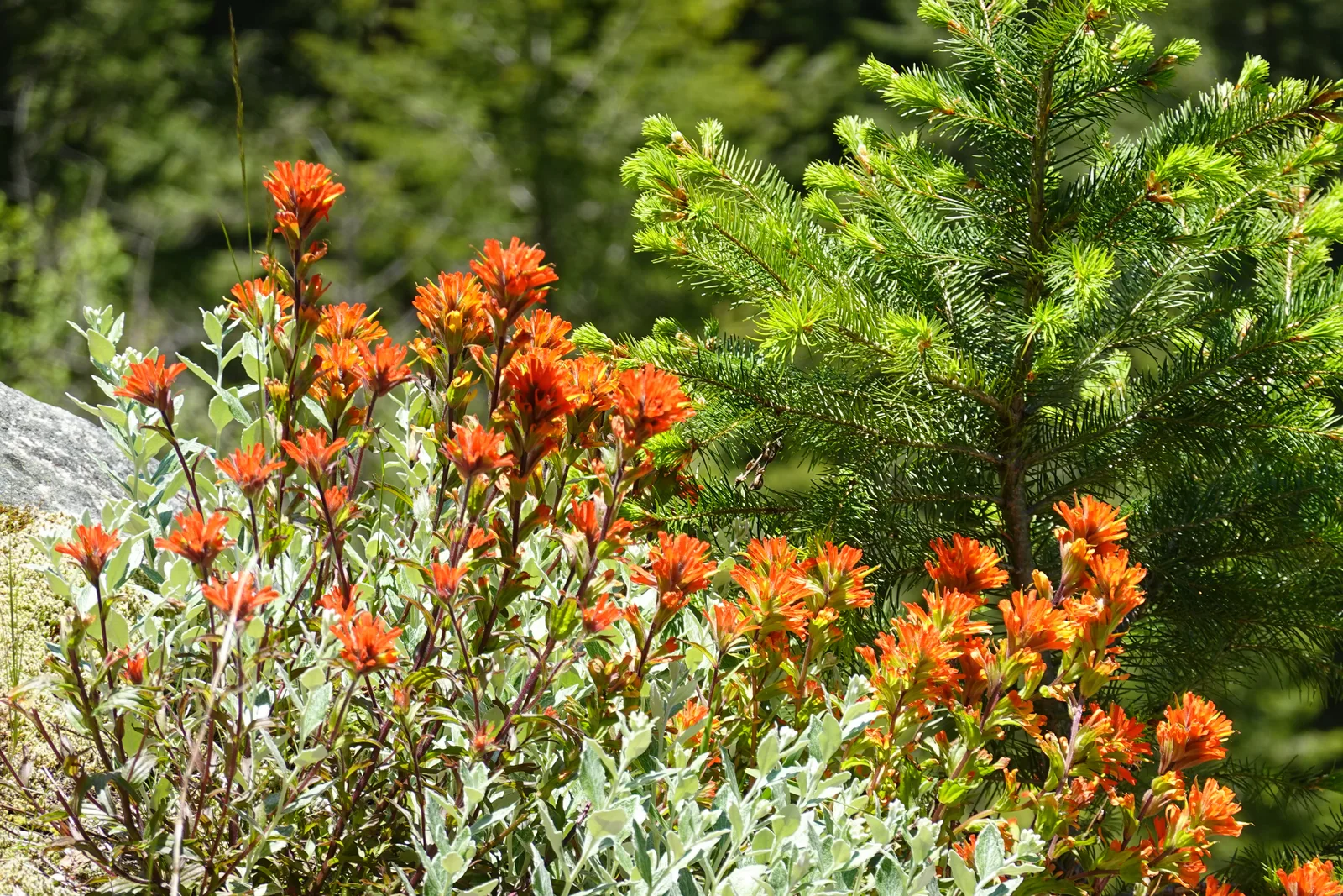 Harsh Paintbrush (Castilleja hispida)
