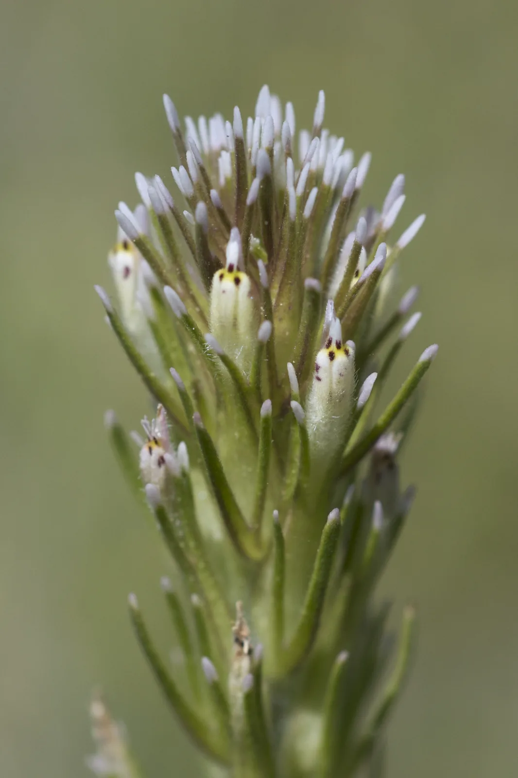 Valley Tassels (Castilleja attenuata)