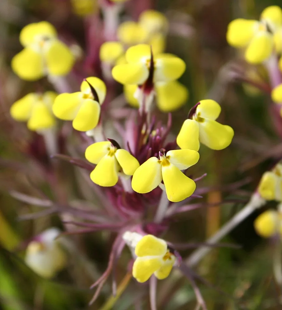 Johnny Tuck (Triphysaria eriantha)