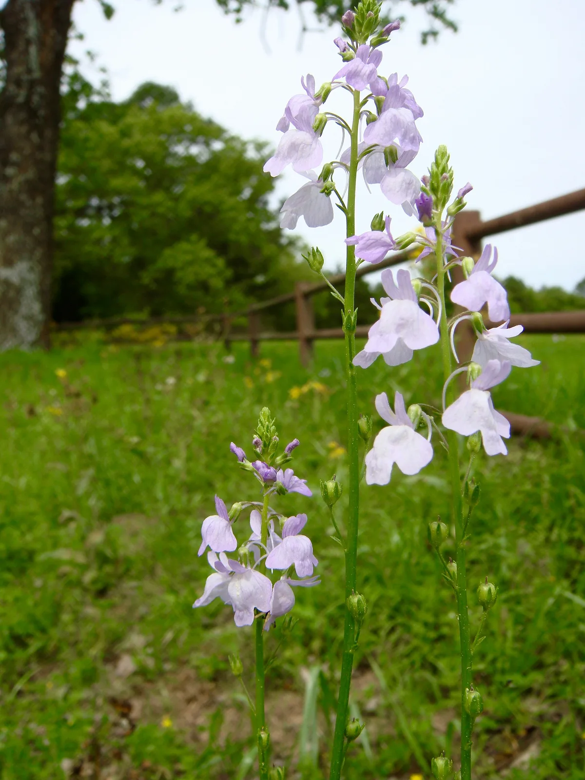 Texas Toadflax (Nuttallanthus texanus)