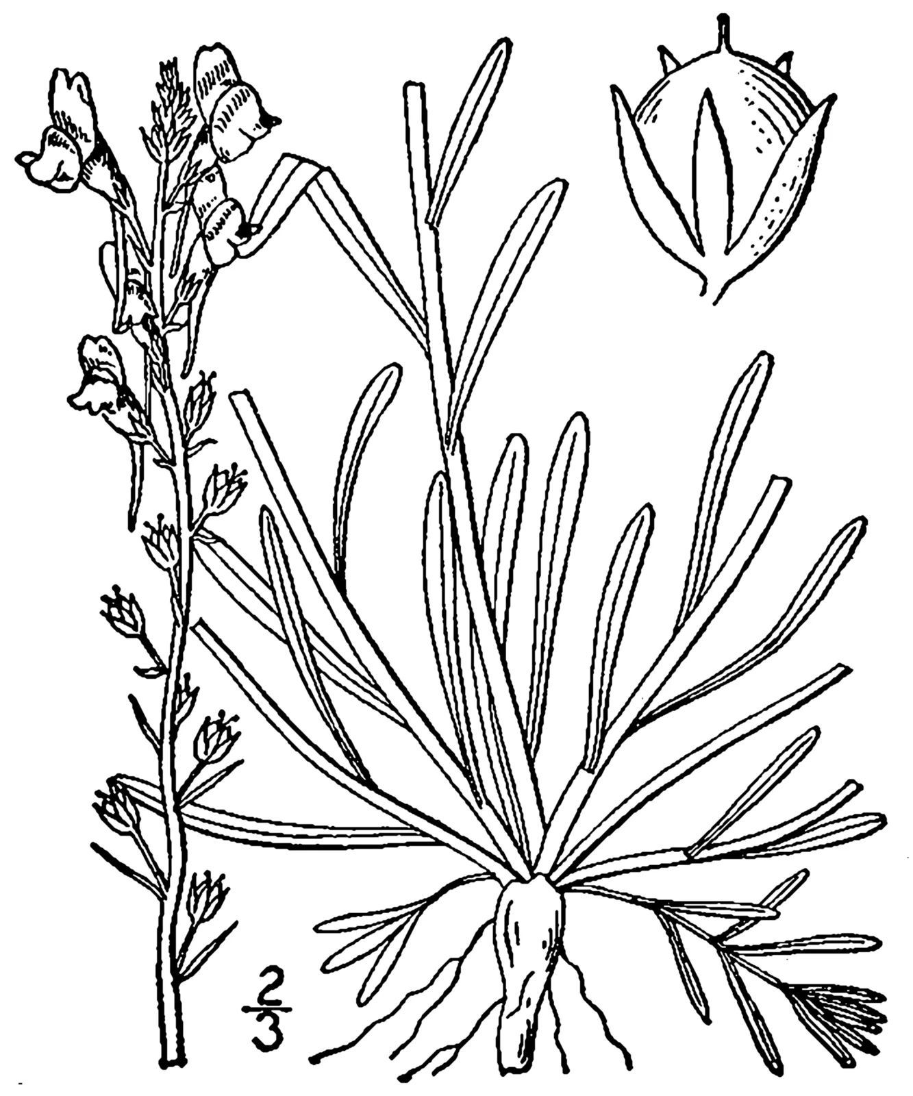 Canada Toadflax (Nuttallanthus canadensis)