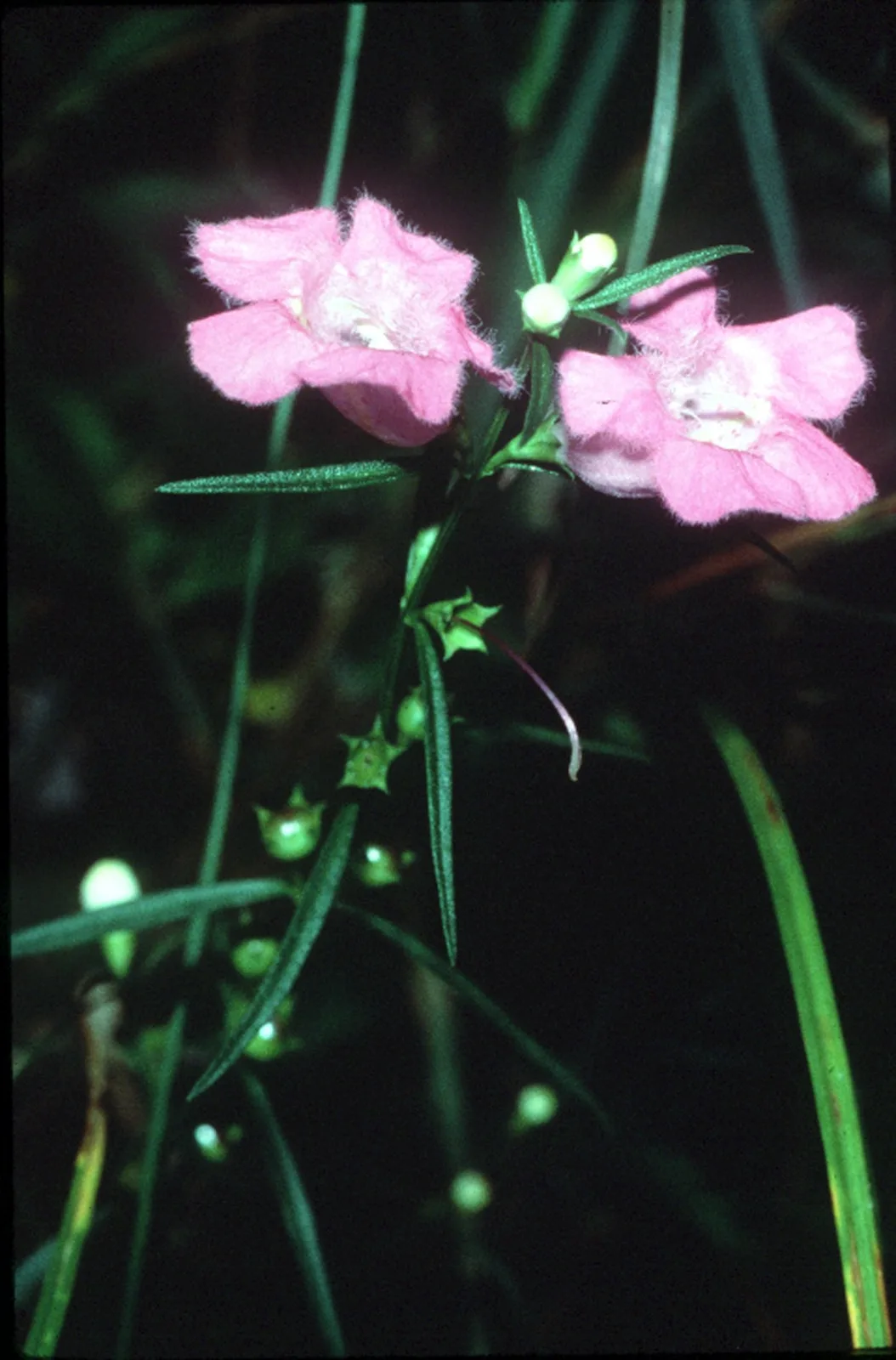 Purple False Foxglove (Agalinis purpurea)