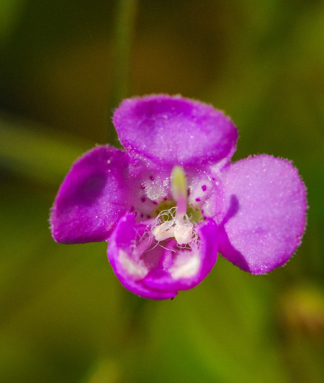 Slender False Foxglove